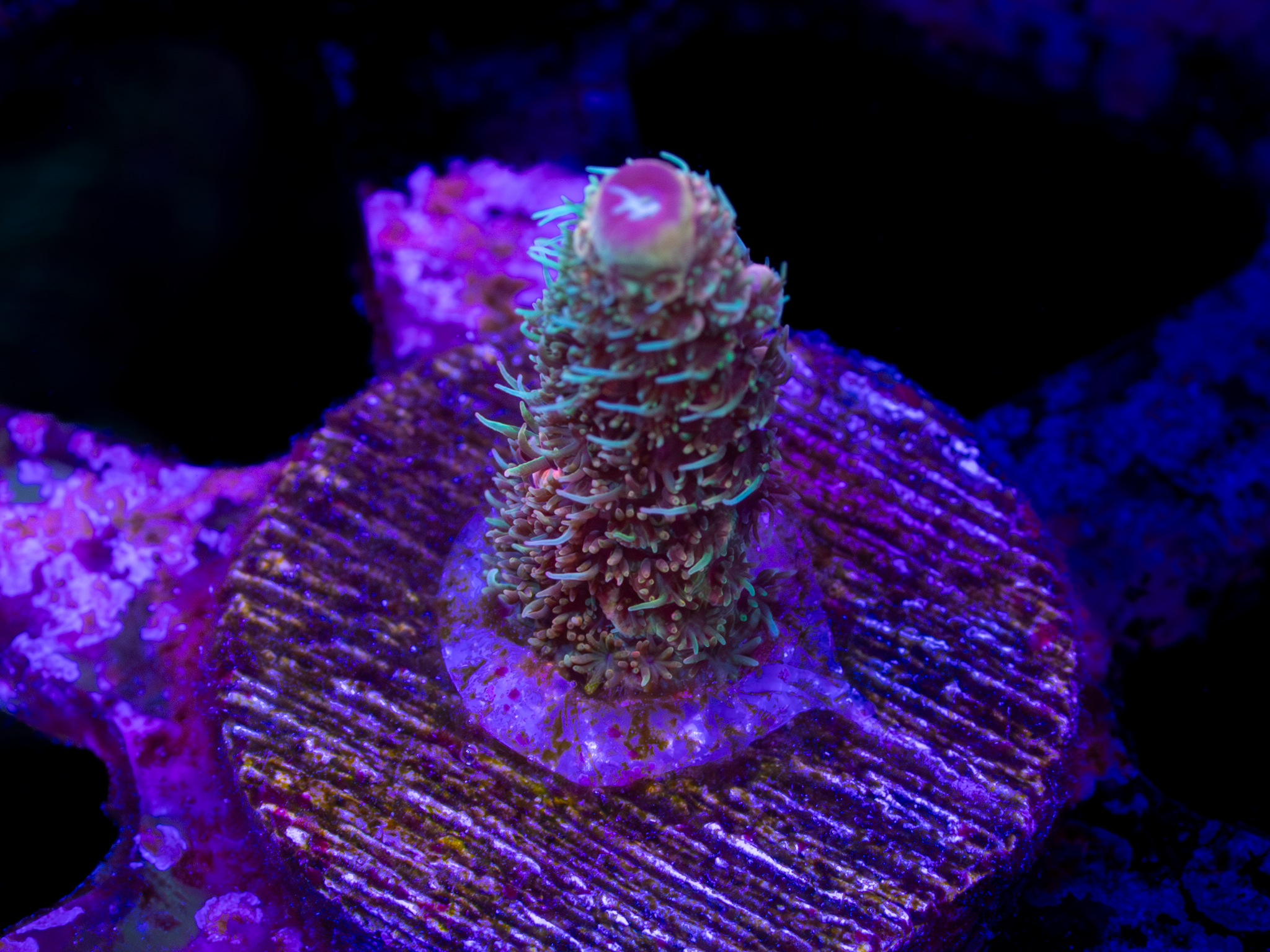ASD Rainbow Millepora  WYSIWYG