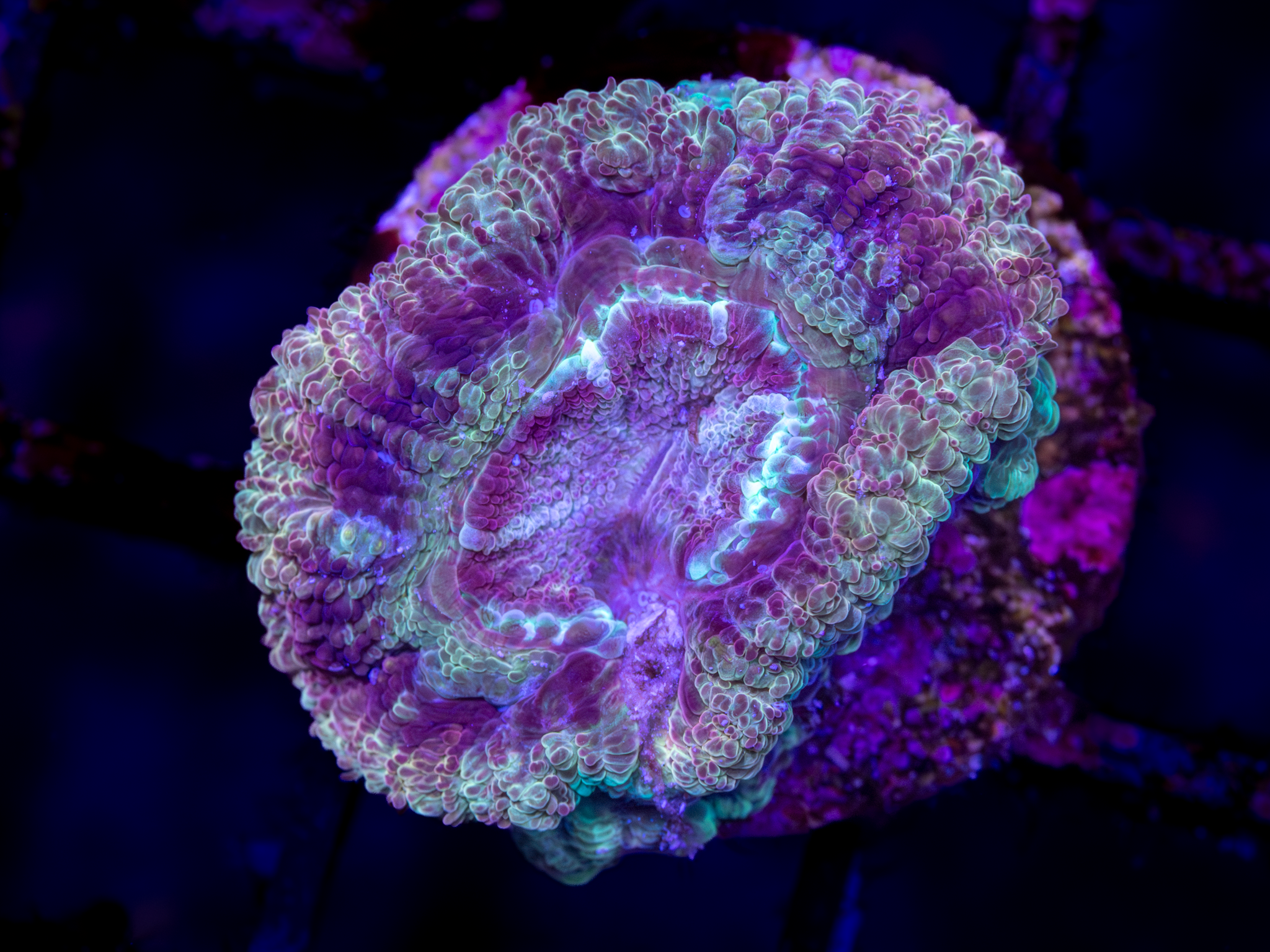 BEC Rainbow Ultra Japanese acans WYSIWYG
