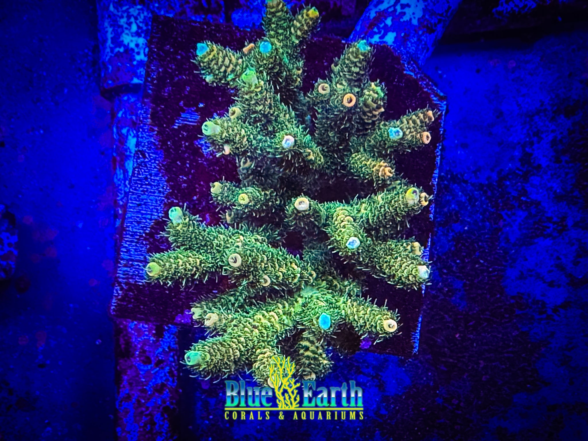 Sunset Milli (Cut to Order 3/4"-1" Frag) NON-WYSIWYG