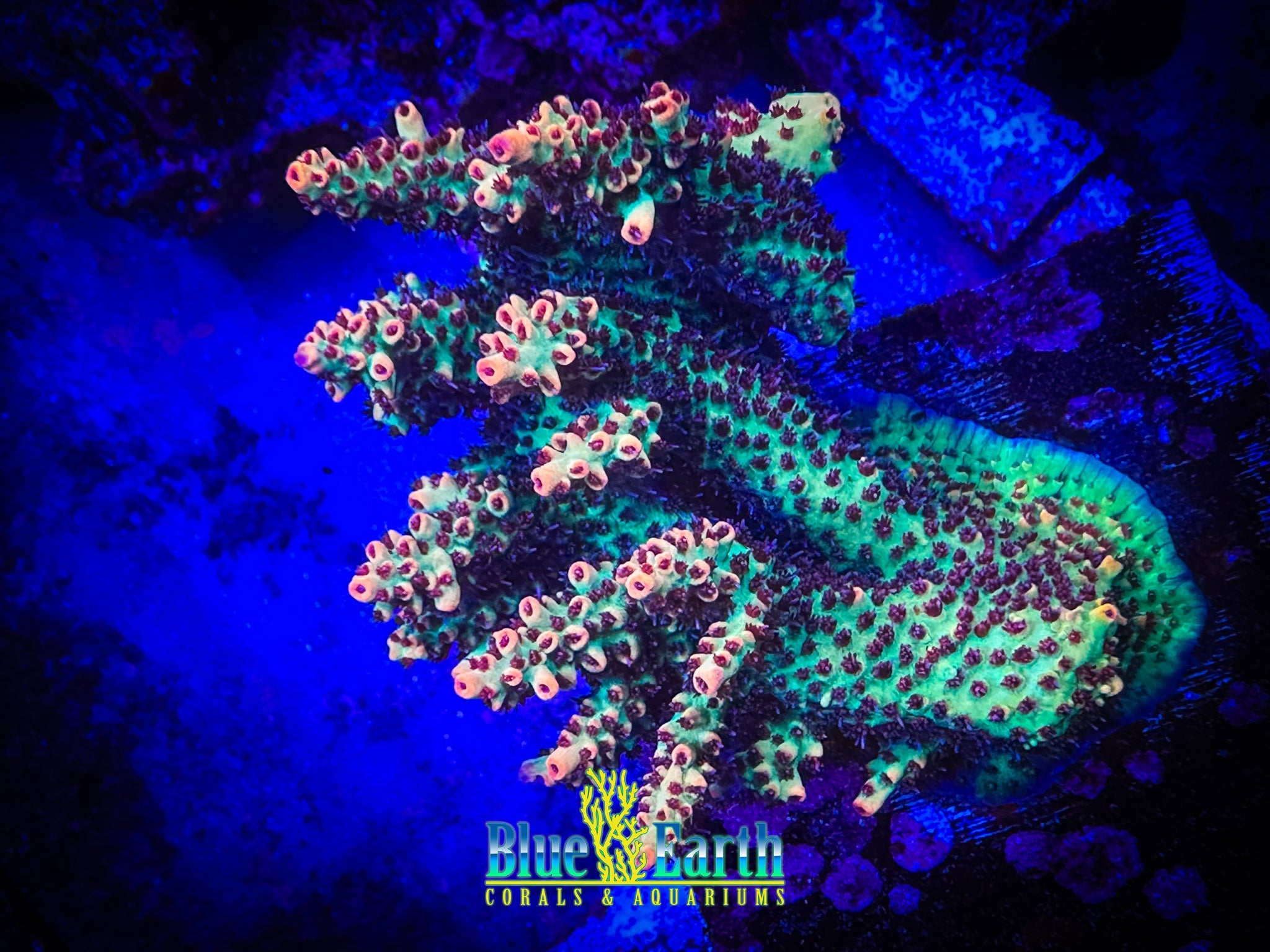 Strawberry Shortcake Acro (Cut to Order 3/4"-1" Frag) NON-WYSIWYG