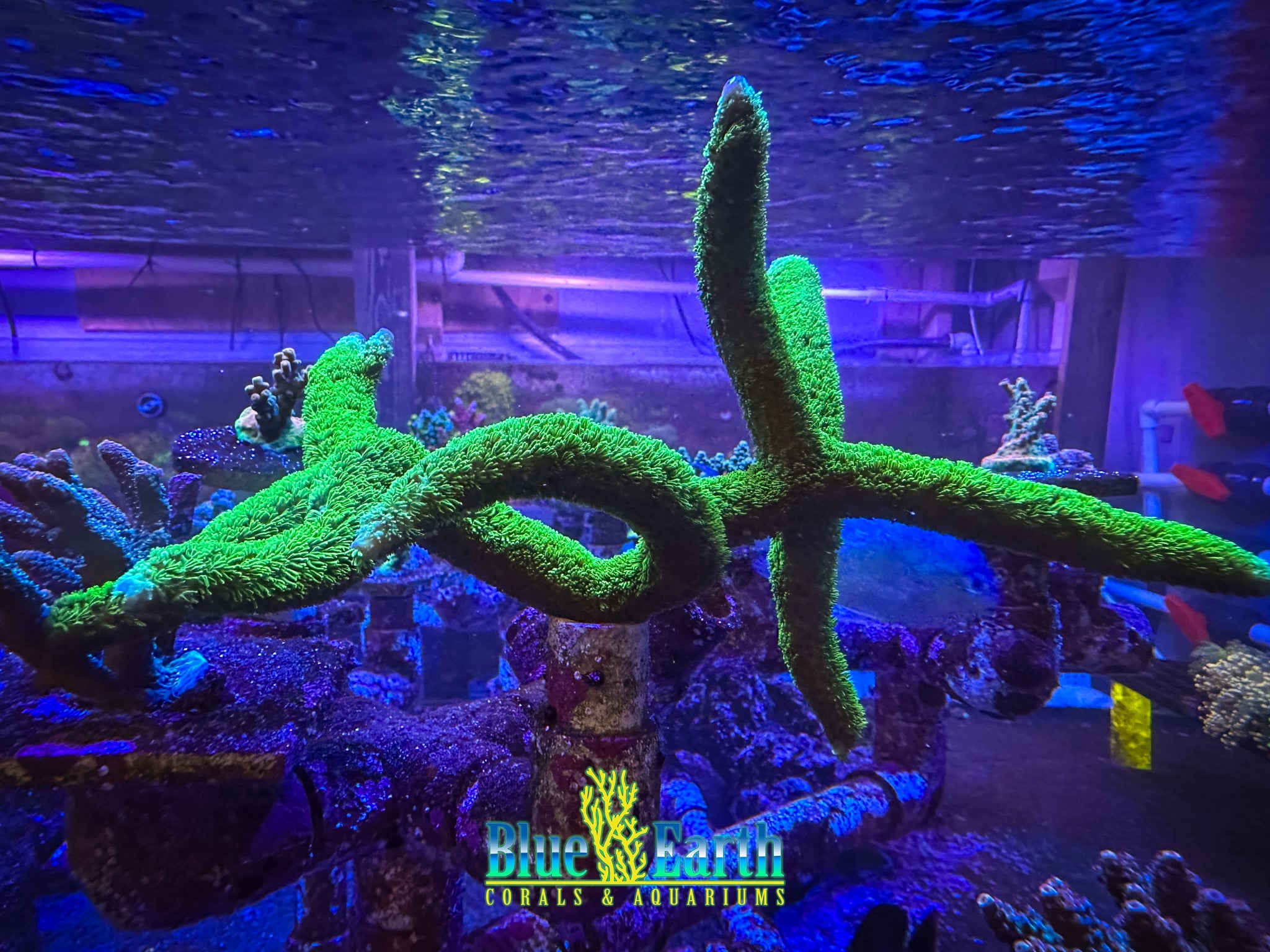 Bali Green Slimmer (Cut to Order 1"-1.5" Frag) NON-WYSIWYG