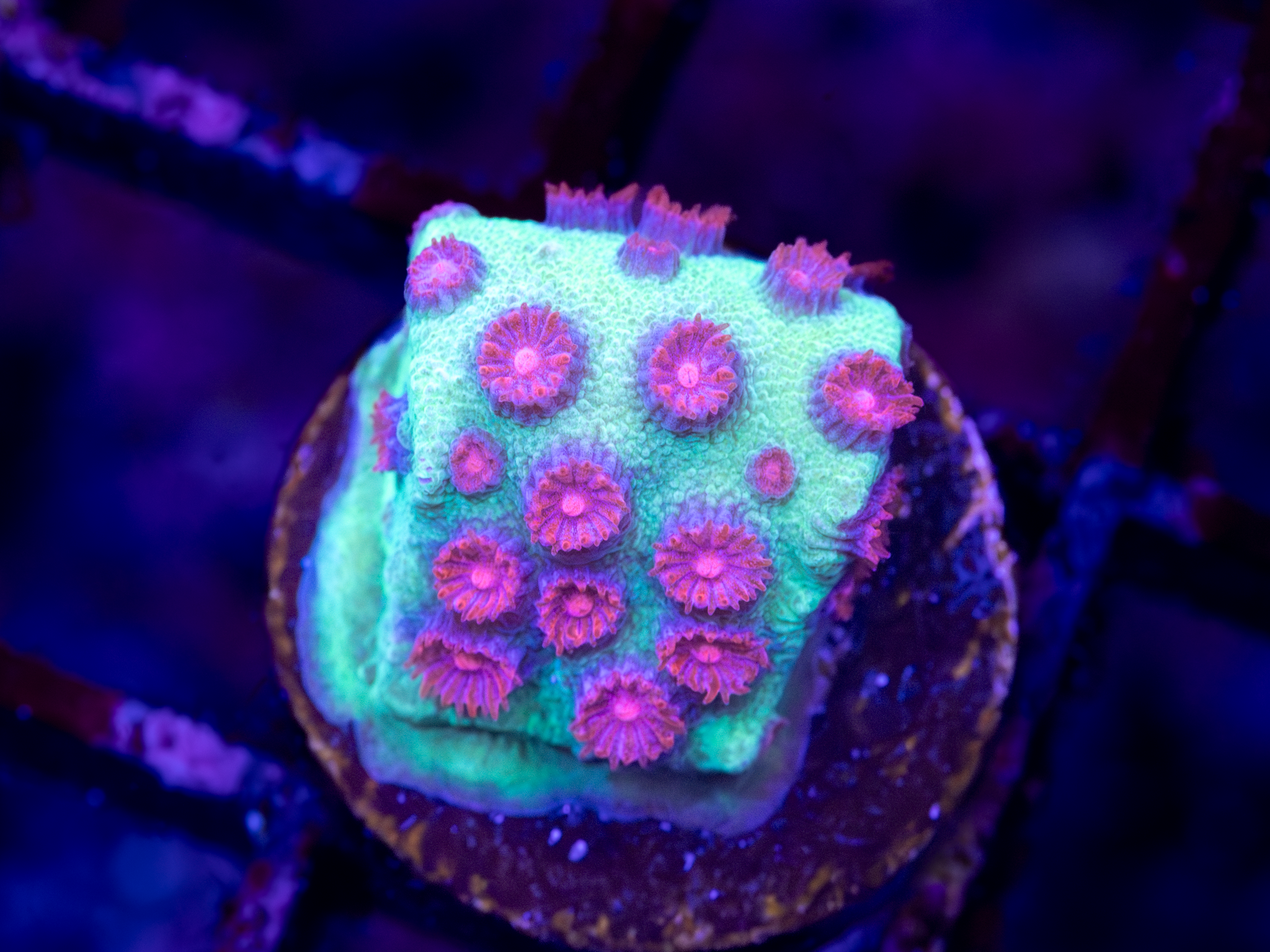 TSA South Beach Cyphastrea WYSIWYG