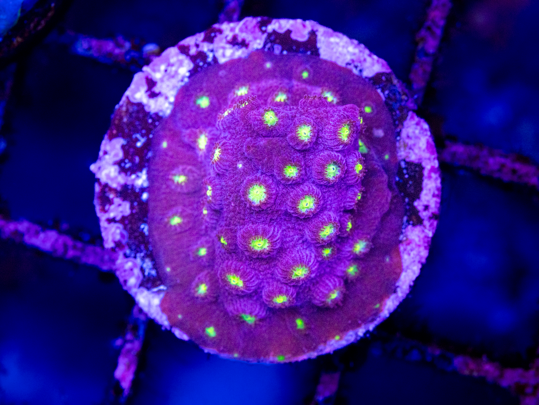 CB Bling Bling Cyphastrea WYSIWYG