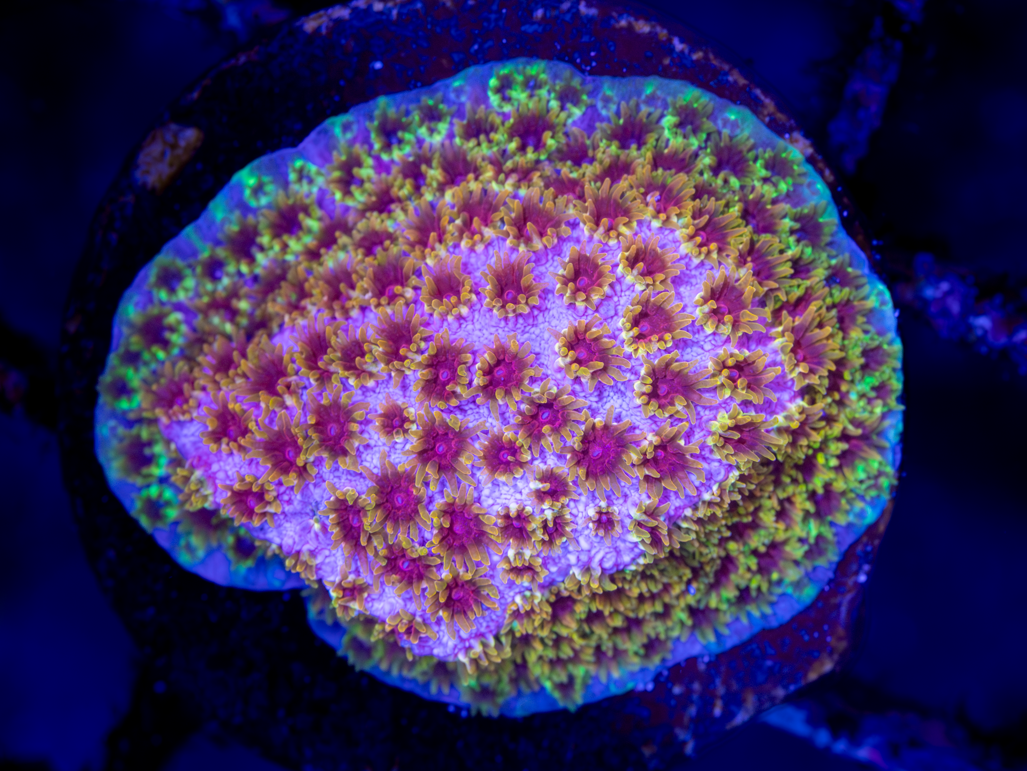 Skittles Bomb Cyphastrea WYSIWYG