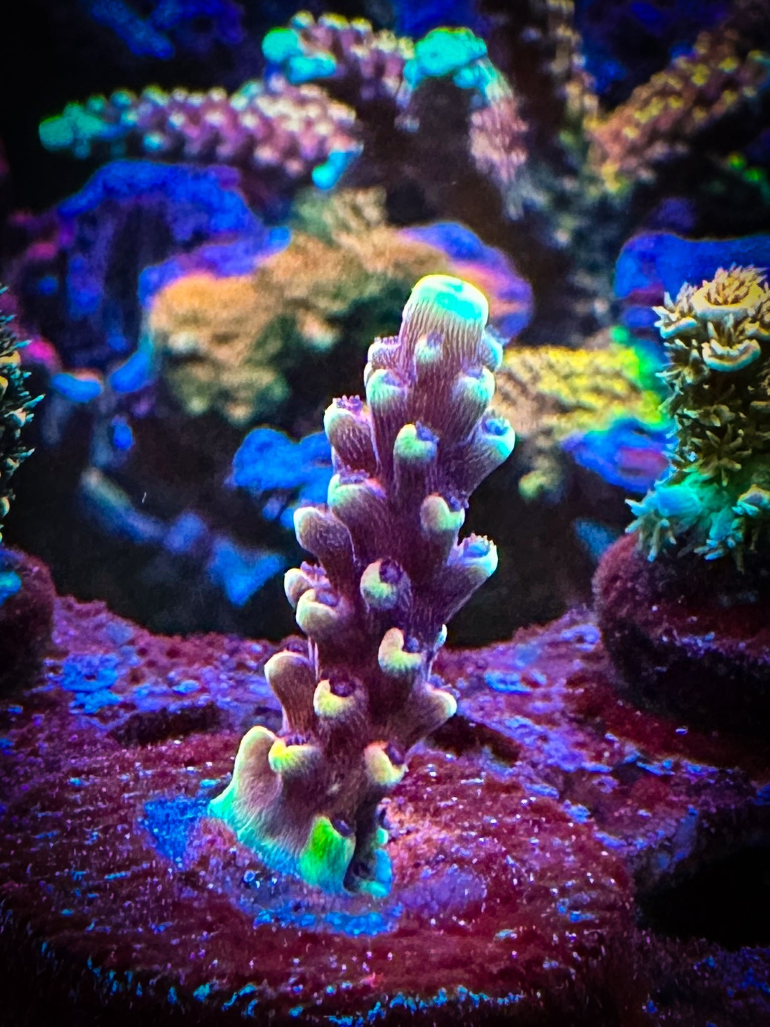 RR Pink Cadi WYSIWYG