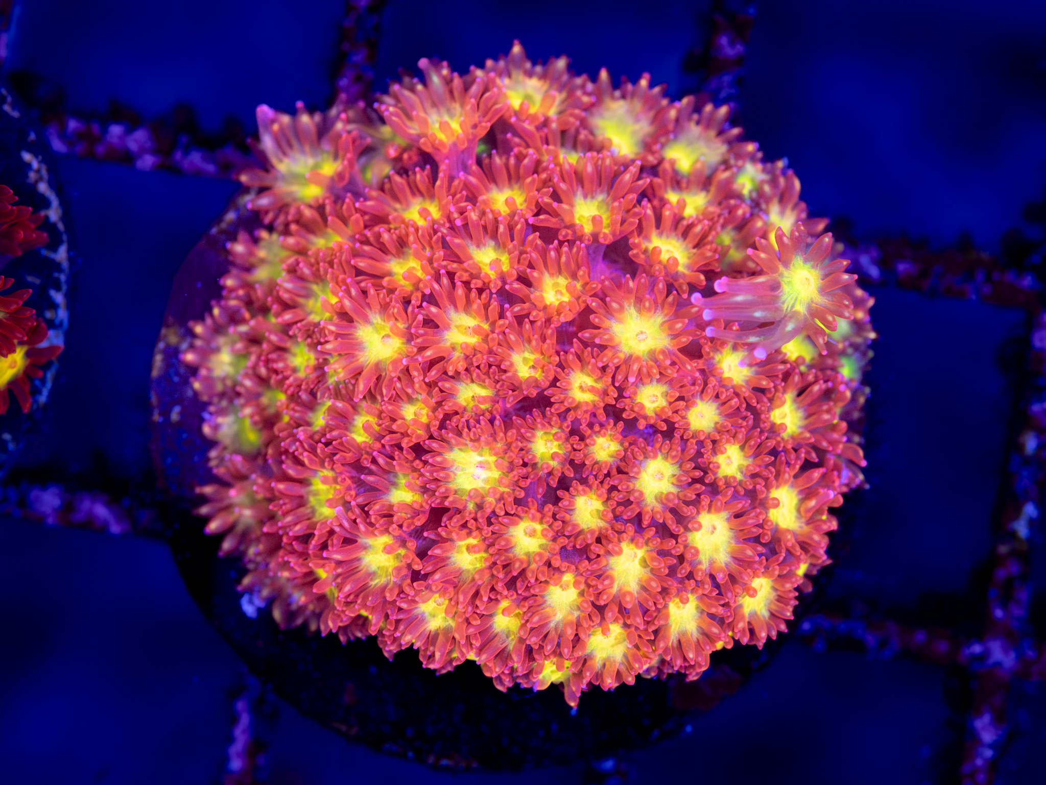 TSA Raspberry Limeade Goniopora WYSIWYG