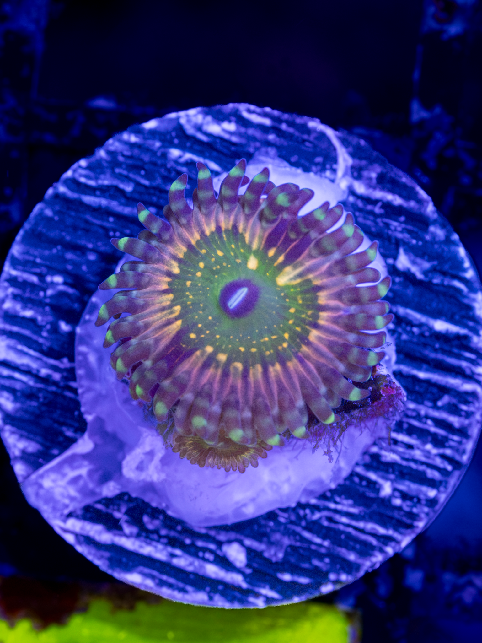 CK Monsters Inc Zoa (1-2 Polpys)