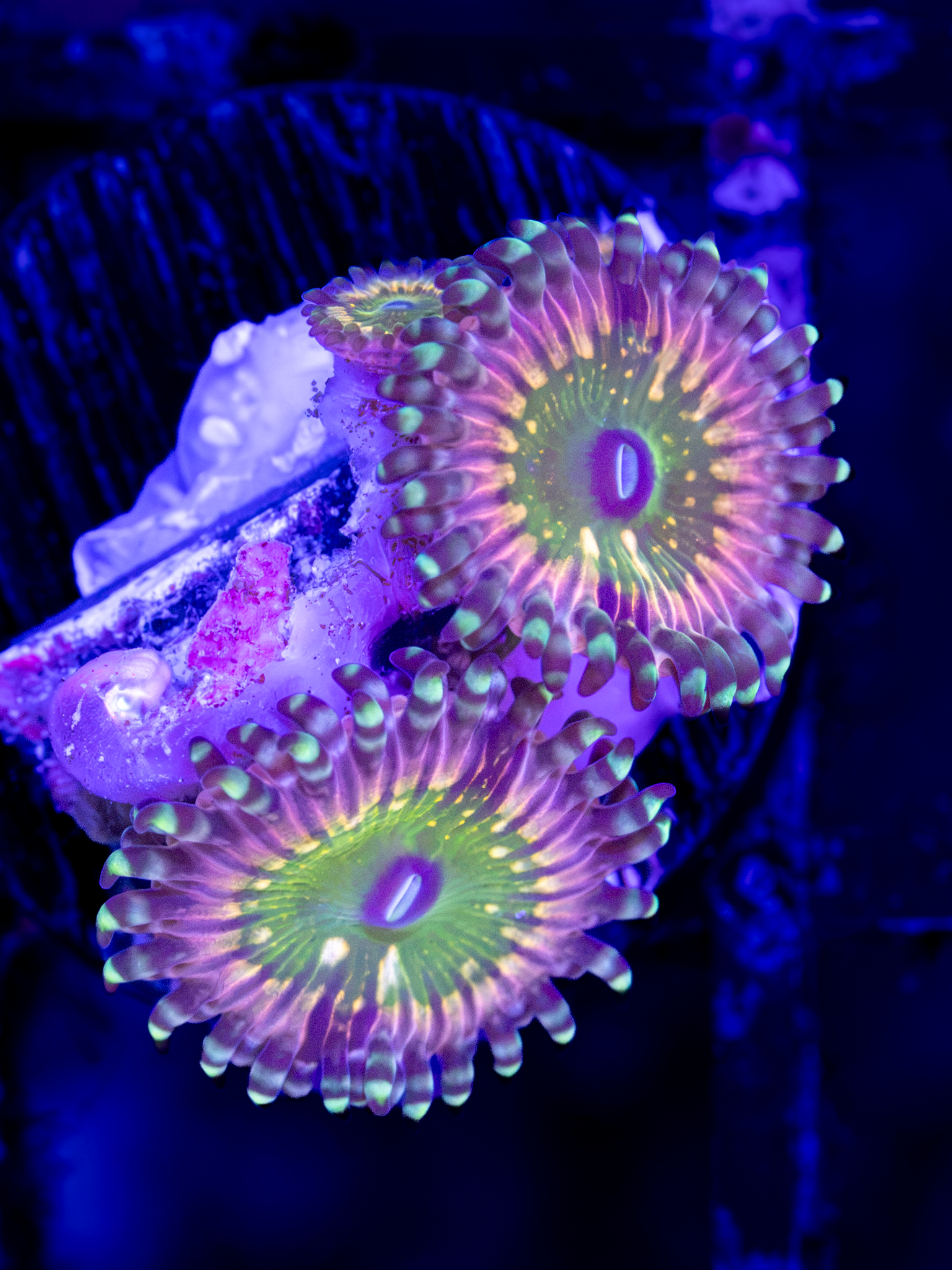 CK Monsters Inc Zoa ( 2-3  Polyps)