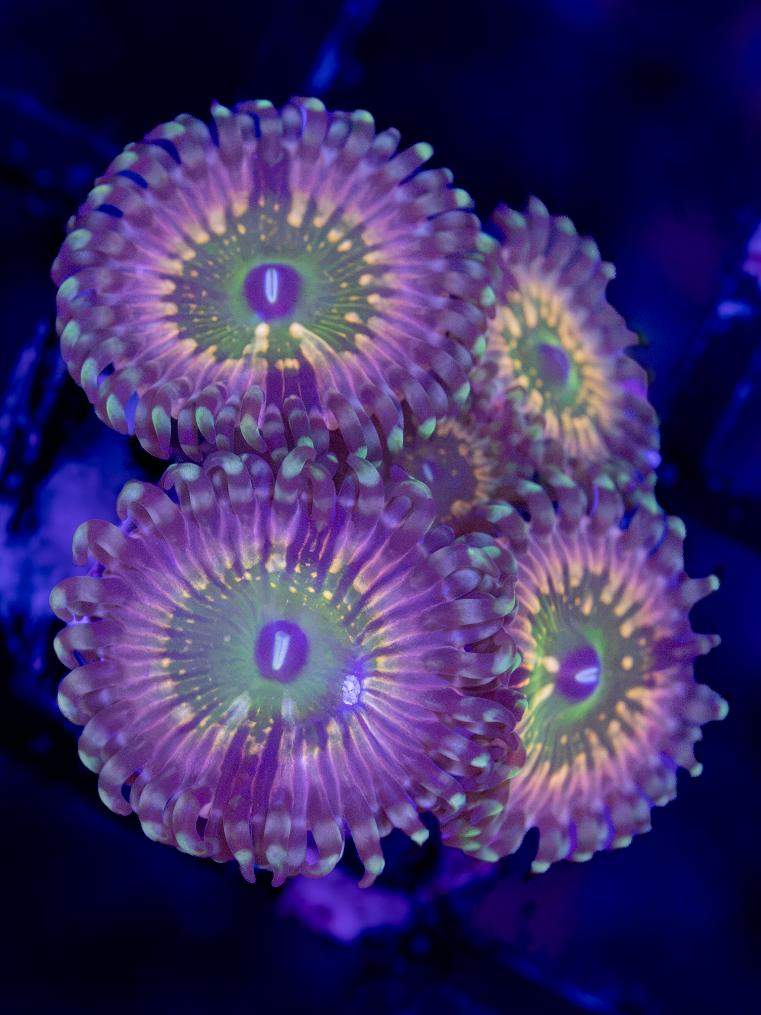 CK Monsters Inc Zoa ( 4-5  Polyps)