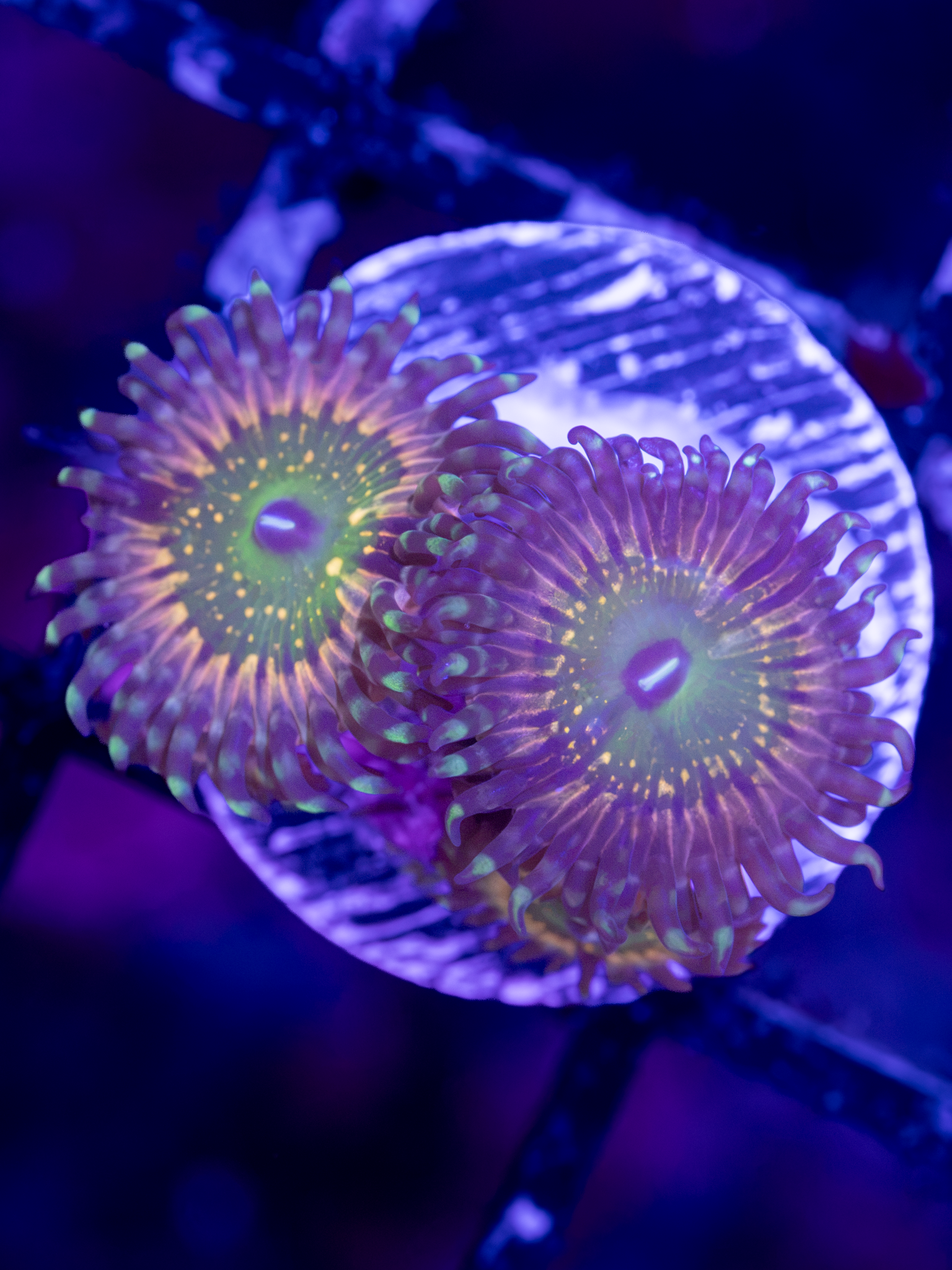 CK Monsters Inc Zoa ( 2-3  Polyps)