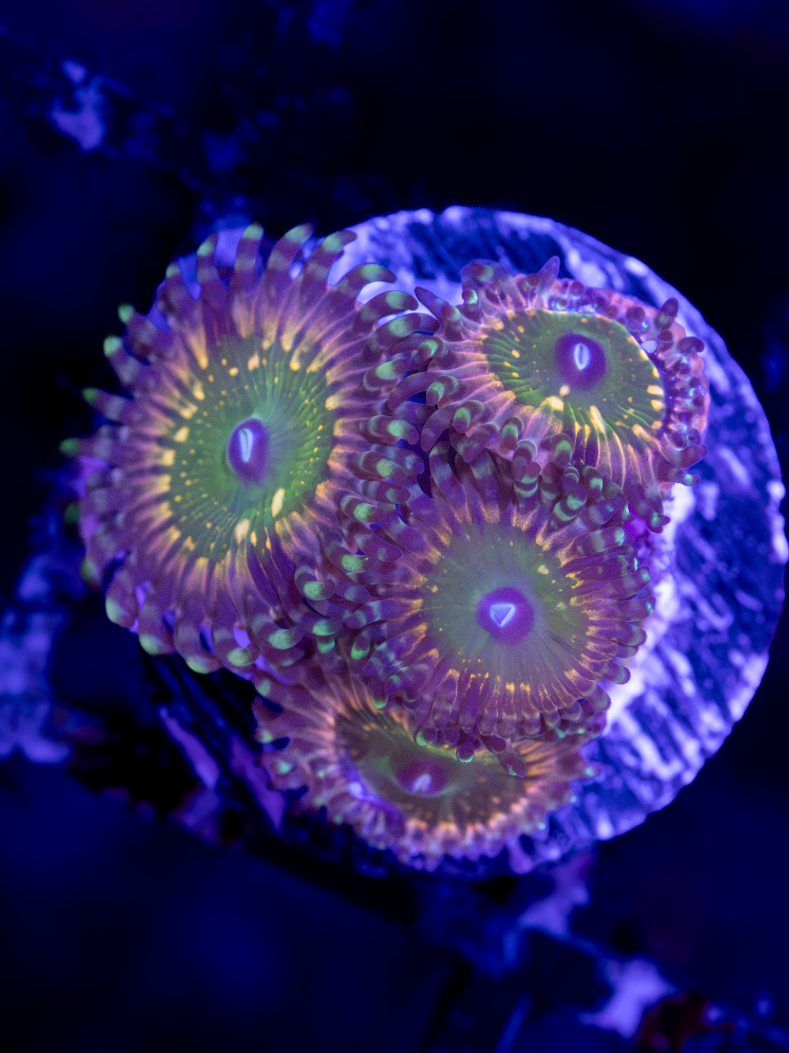 CK Monsters Inc Zoa ( 4-5  Polyps)