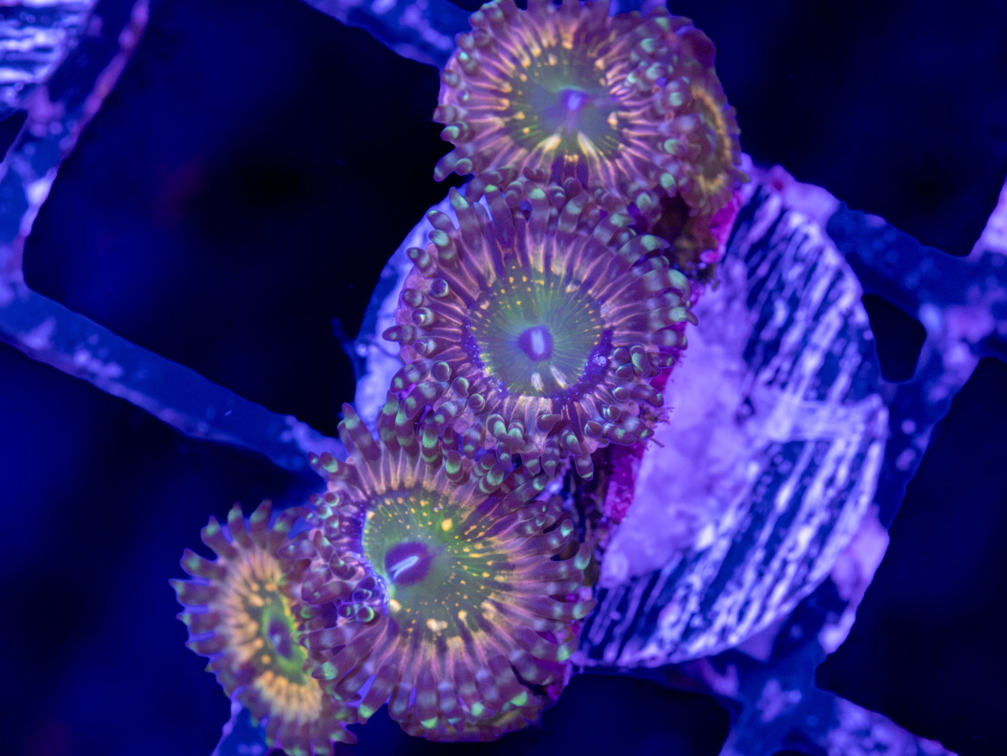 CK Monsters Inc Zoa ( 4-5  Polyps)