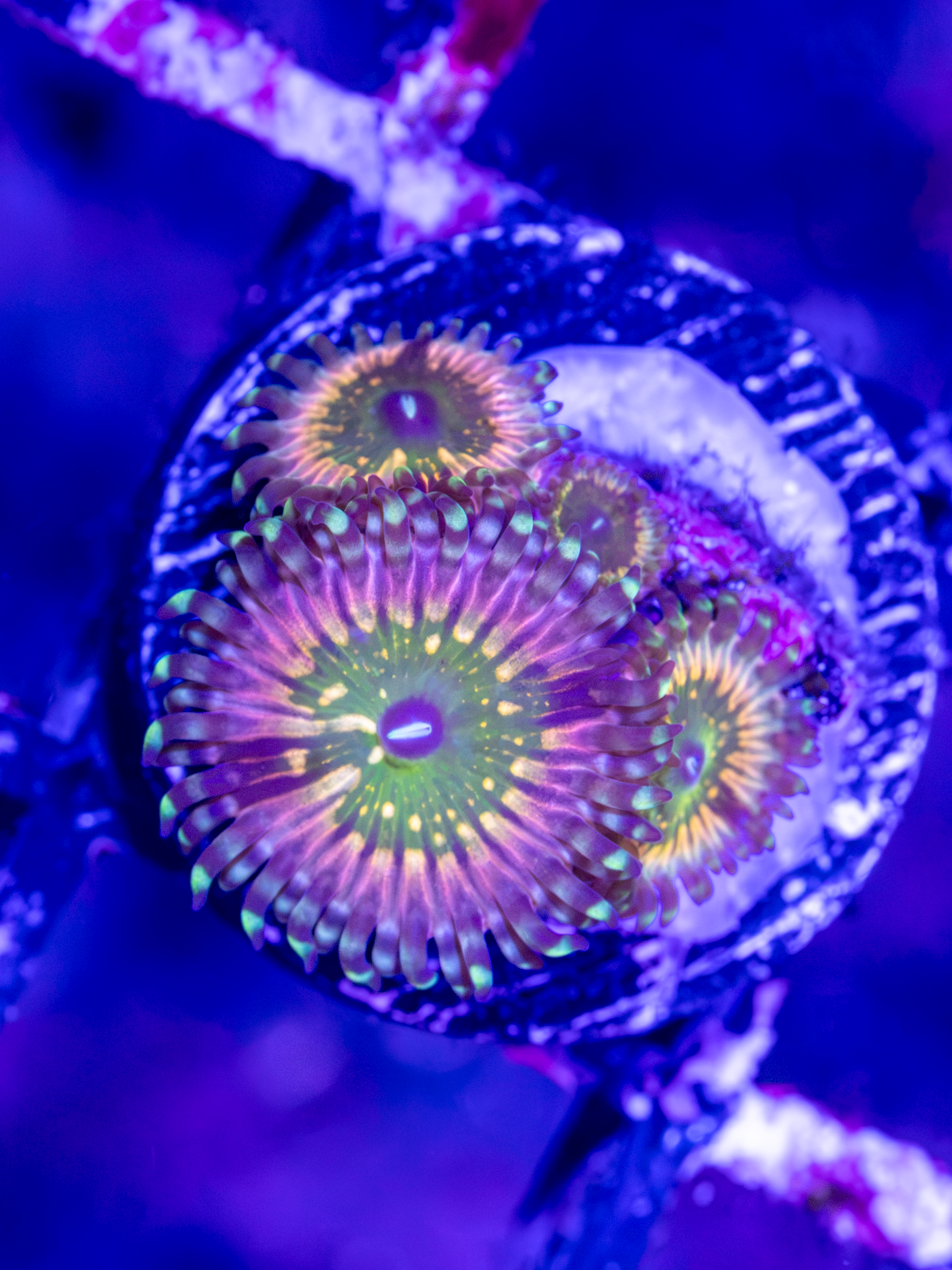 CK Monsters Inc Zoa ( 3-4  Polyps)