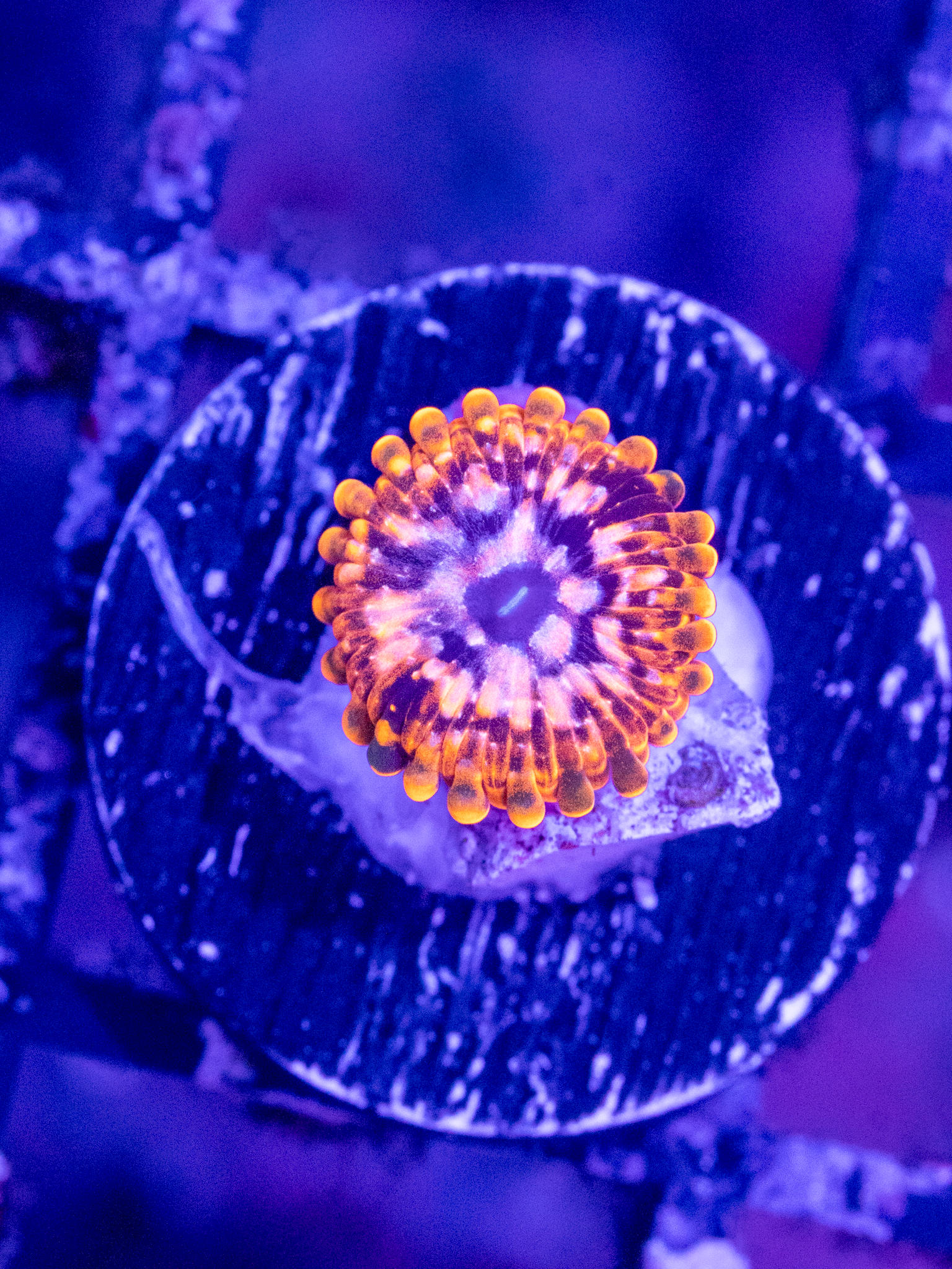 Utter Chaos Zoa WYSIWYG (1-2 Polyps)