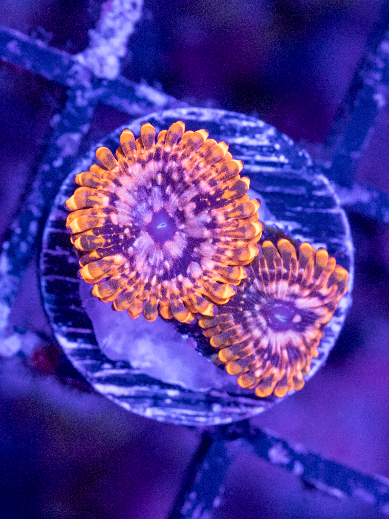 Utter Chaos Zoa WYSIWYG (2-3 Polyps)