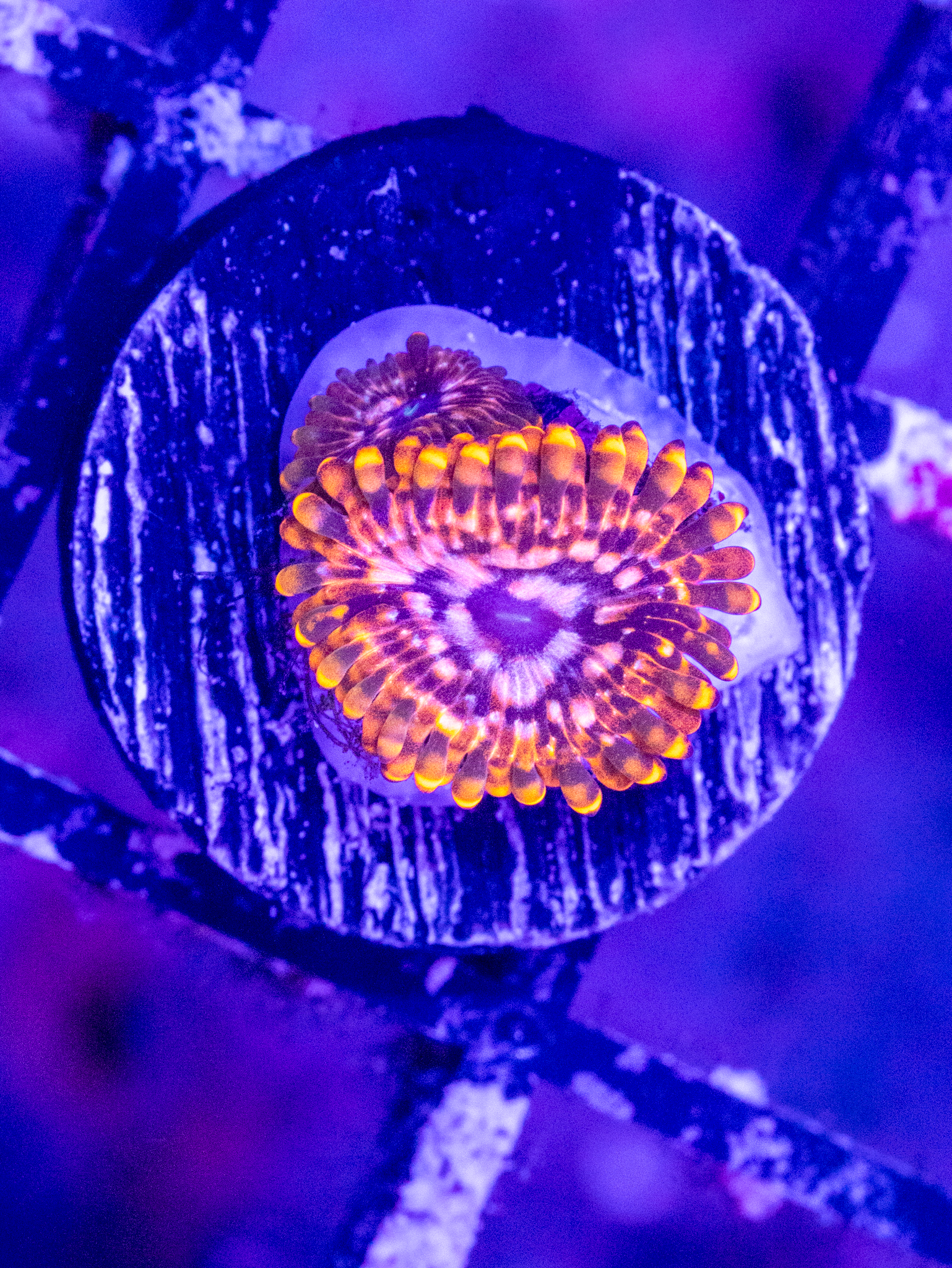 Utter Chaos Zoa WYSIWYG (1-2 Polyps)