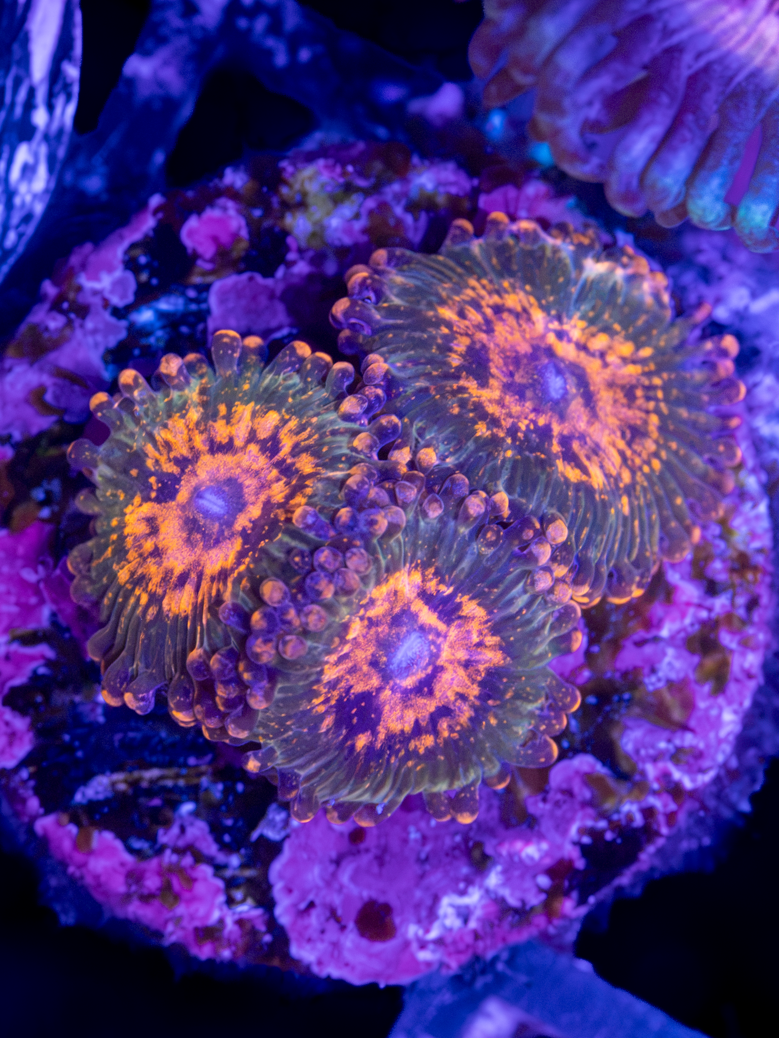 JF Azz Krak WYSIWYG (3-4 Polyps) (Copy)