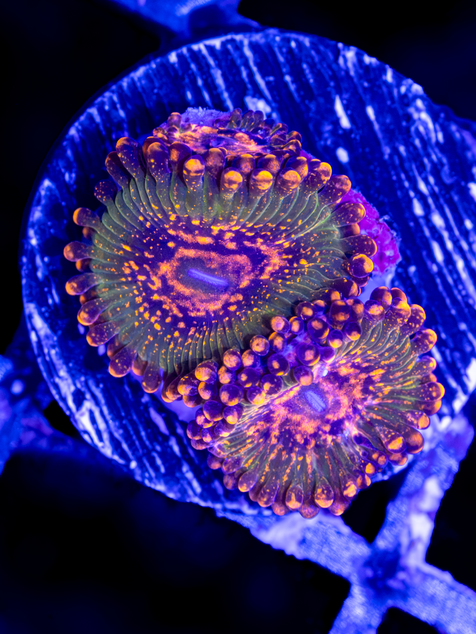 JF Azz Krak WYSIWYG (2-3 Polyps)