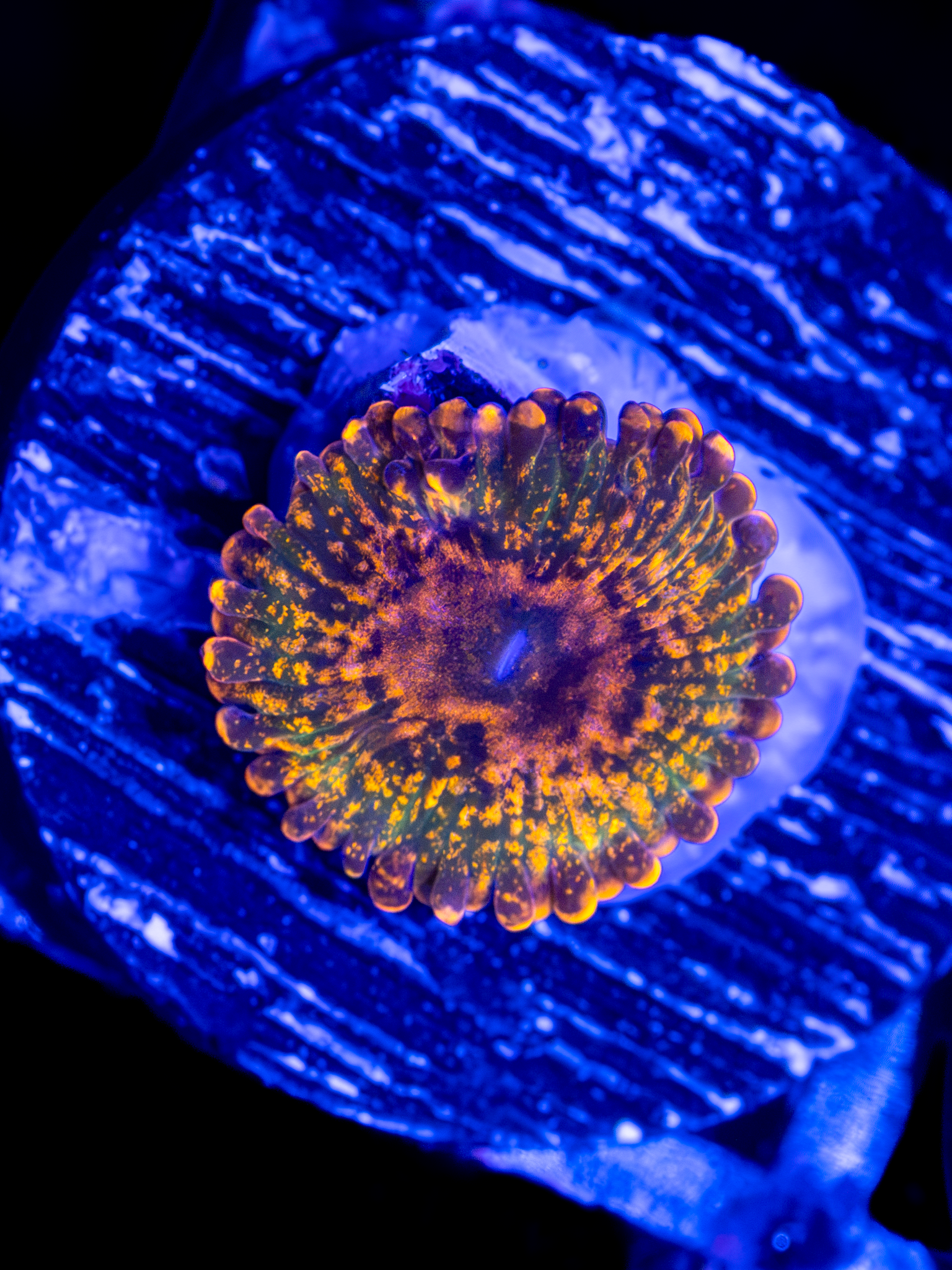 JF Azz Krak WYSIWYG (1-2 Polyps)