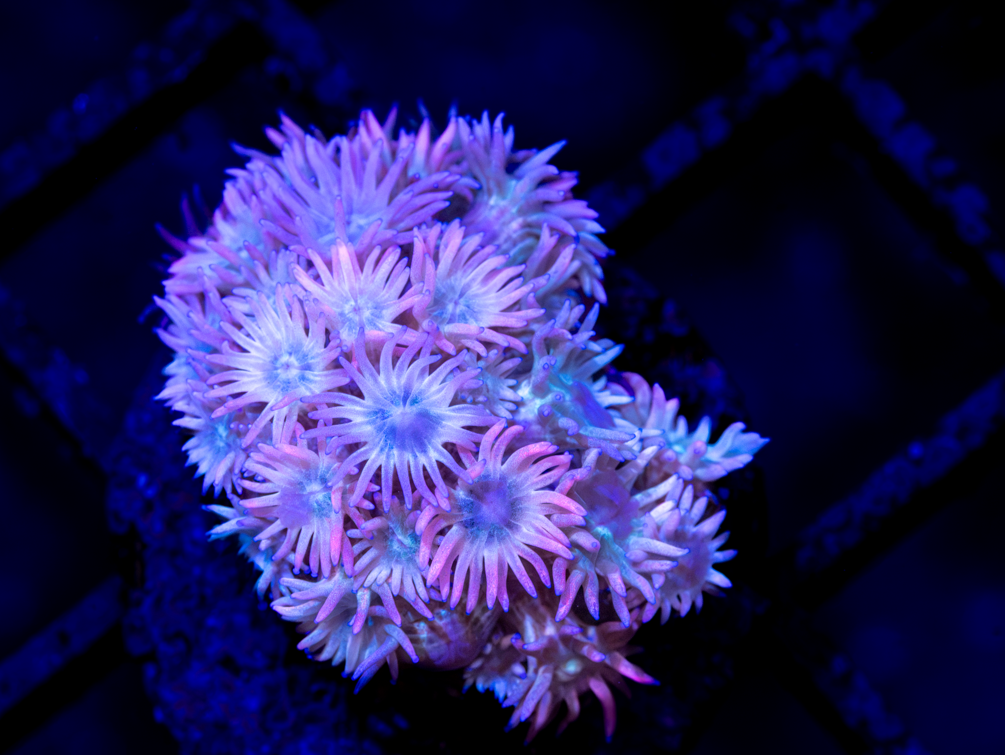 BEC Pink Rainbow Goniopora WYSIWYG