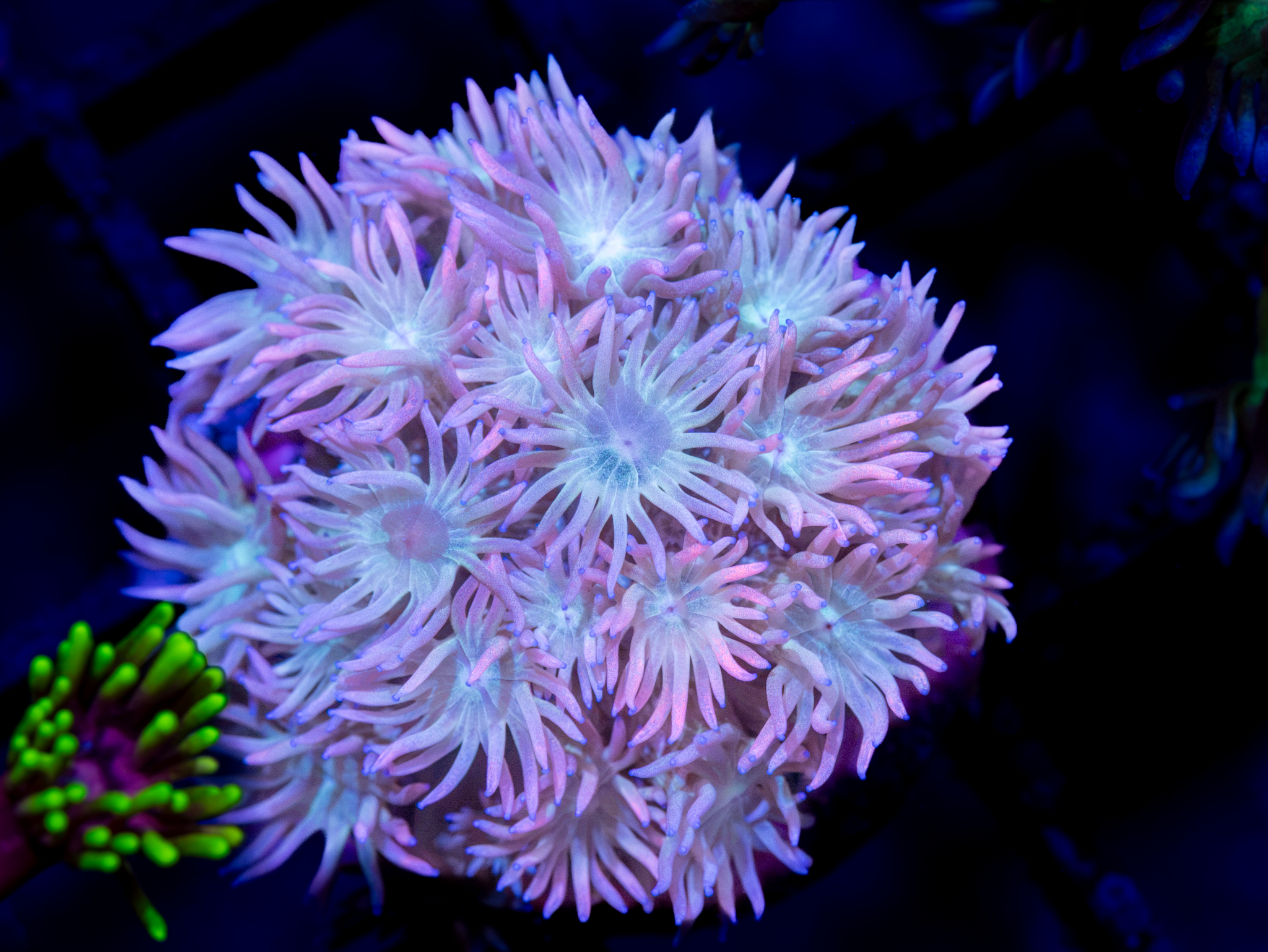 BEC Pink Rainbow Goniopora WYSIWYG