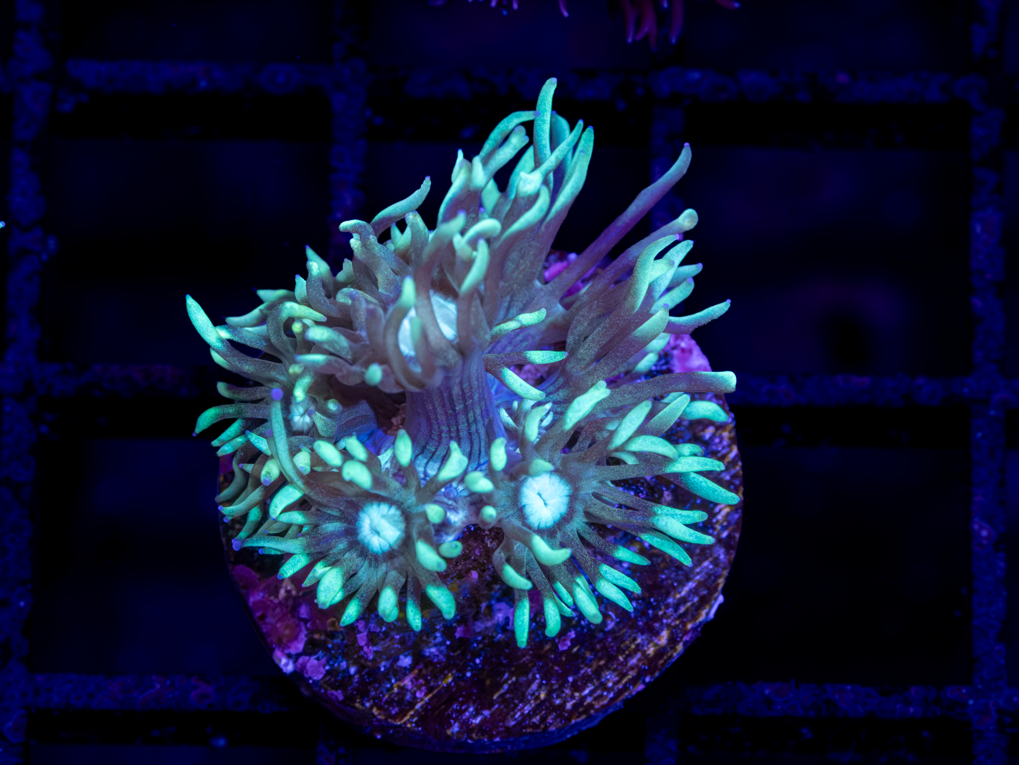 BEC Alien Green Goniopora WYSIWYG