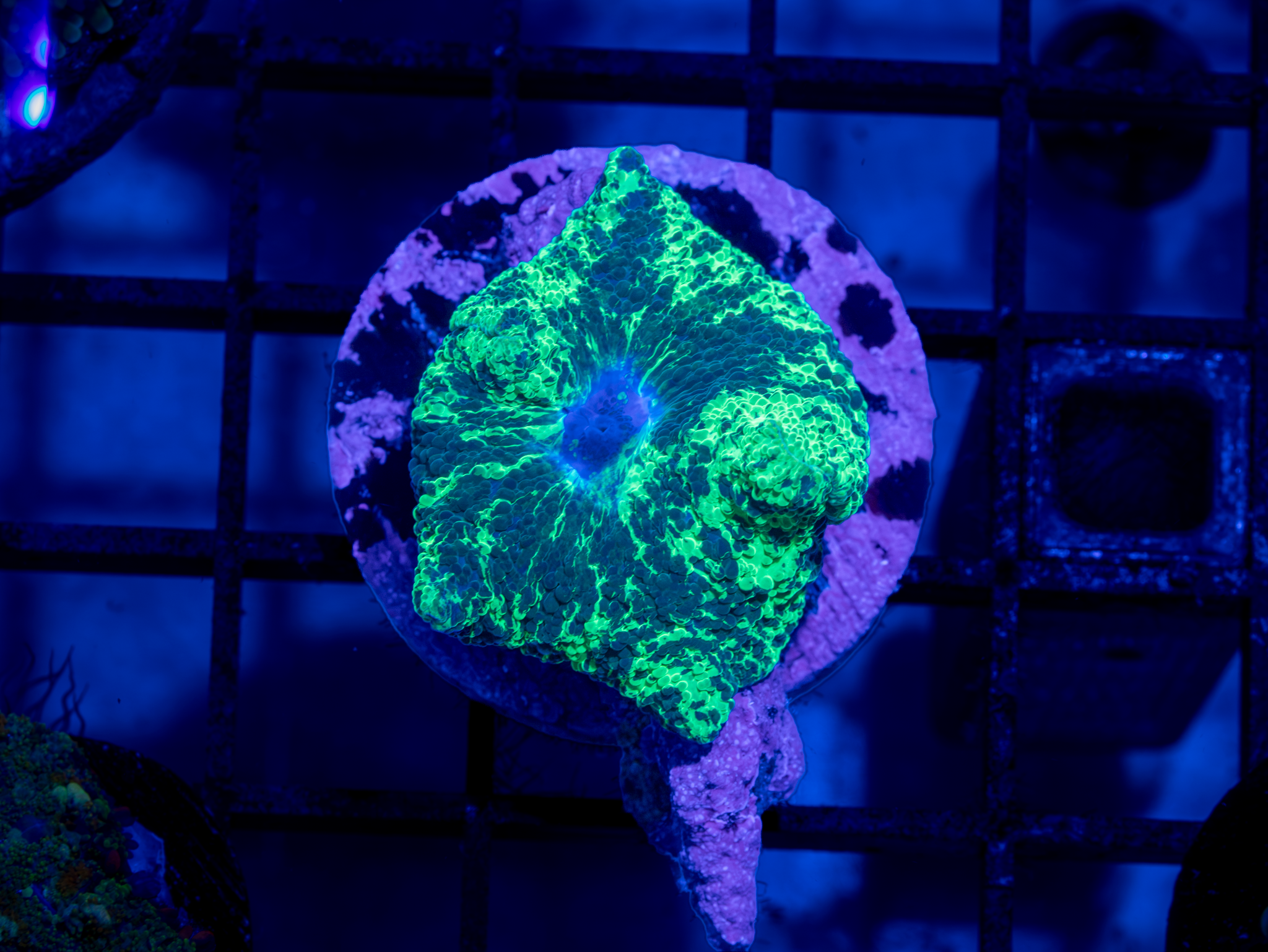 Kryptonite Shroom WYSIWYG