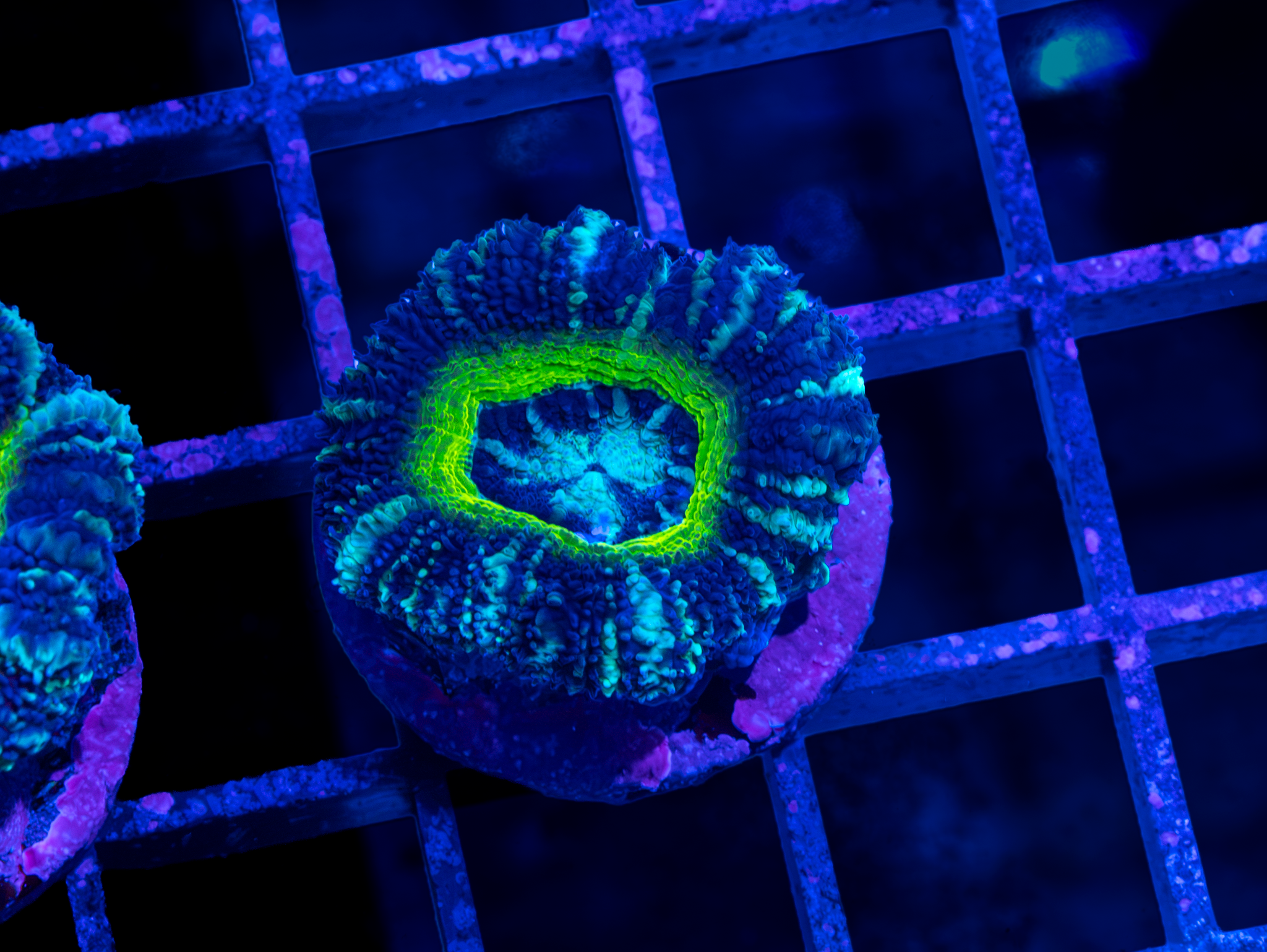 BEC Ultra Japanese acans WYSIWYG