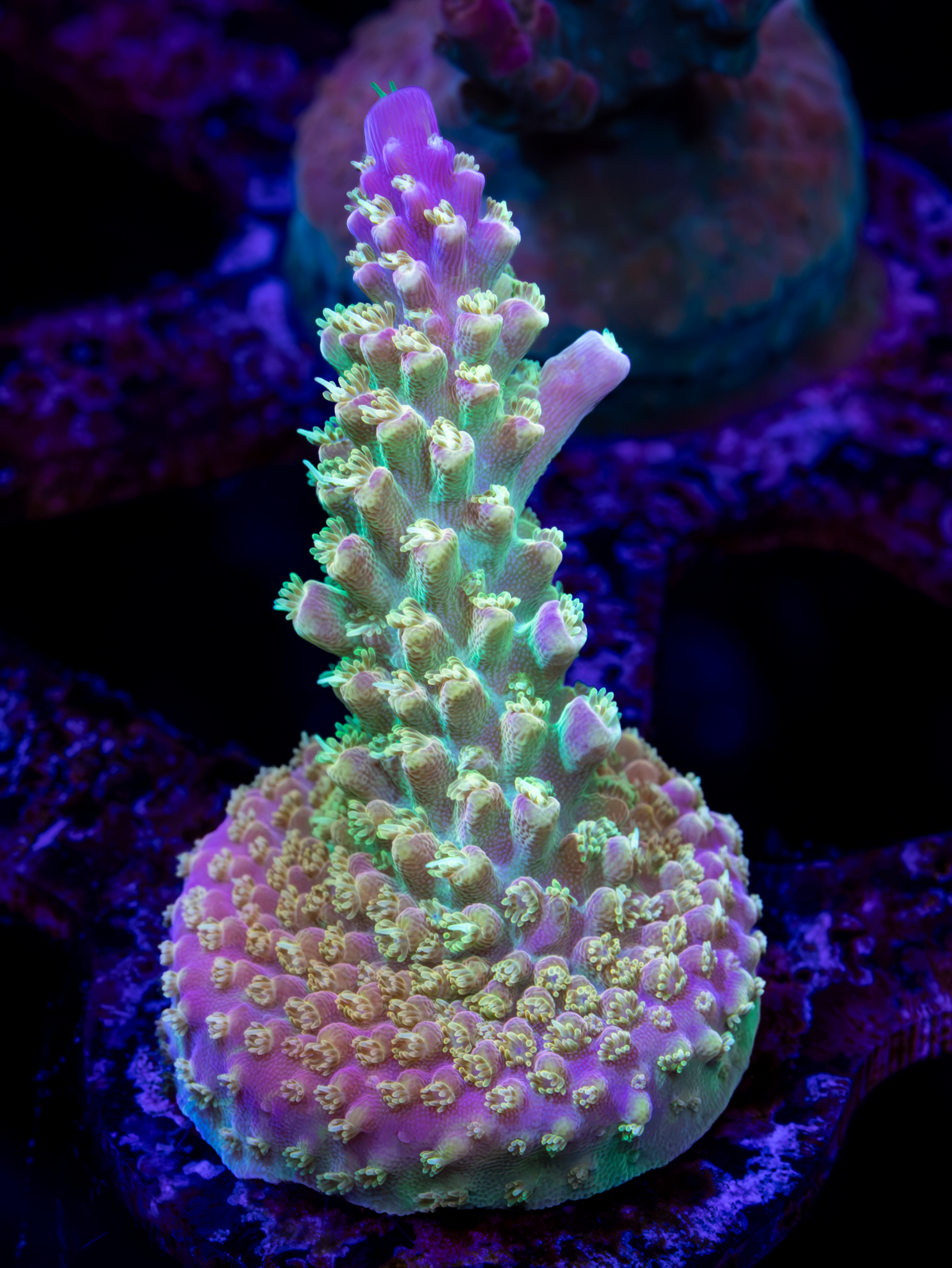 RR Rainbow Loom WYSIWYG