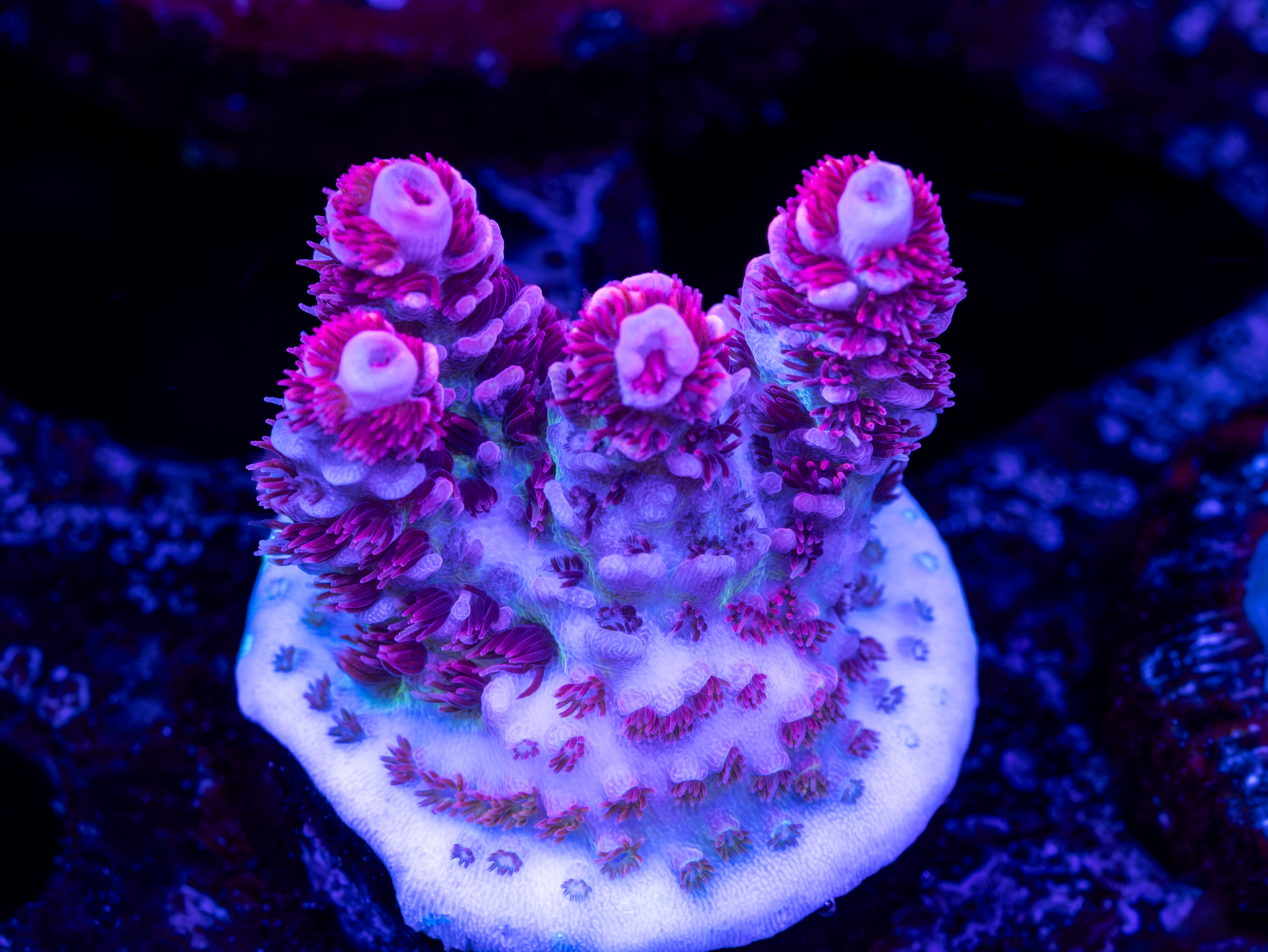 TSA Optimus Prime WYSIWYG