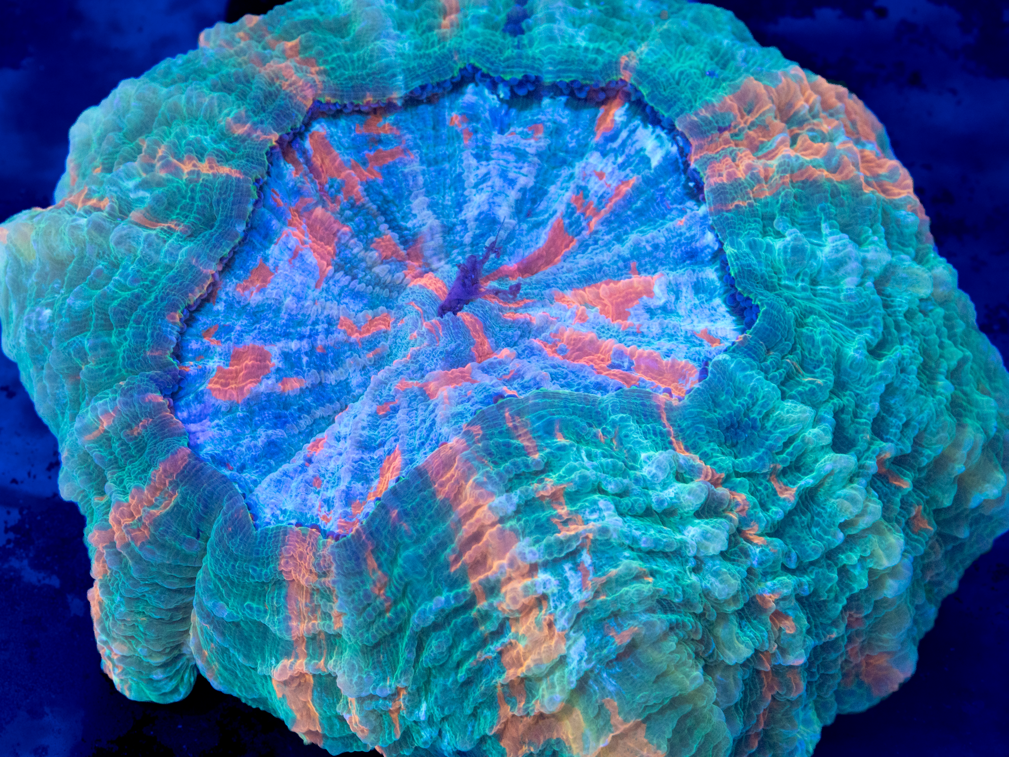 Ultra Acantho WYSIWYG (XL)