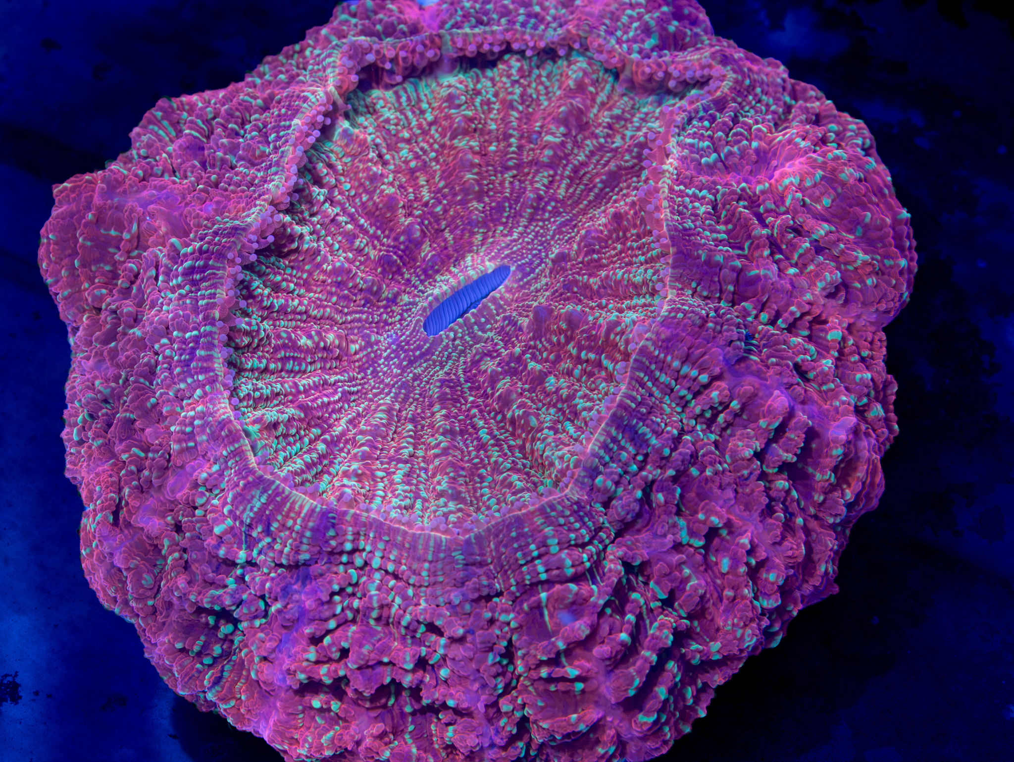 Ultra Acantho (Goldmaster) WYSIWYG