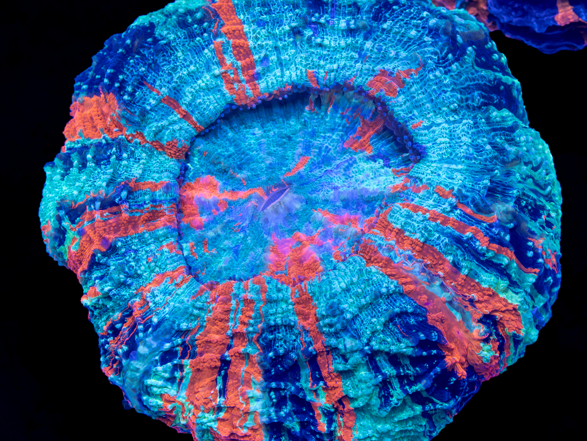 Ultra Acantho (Miami Dolphins) WYSIWYG