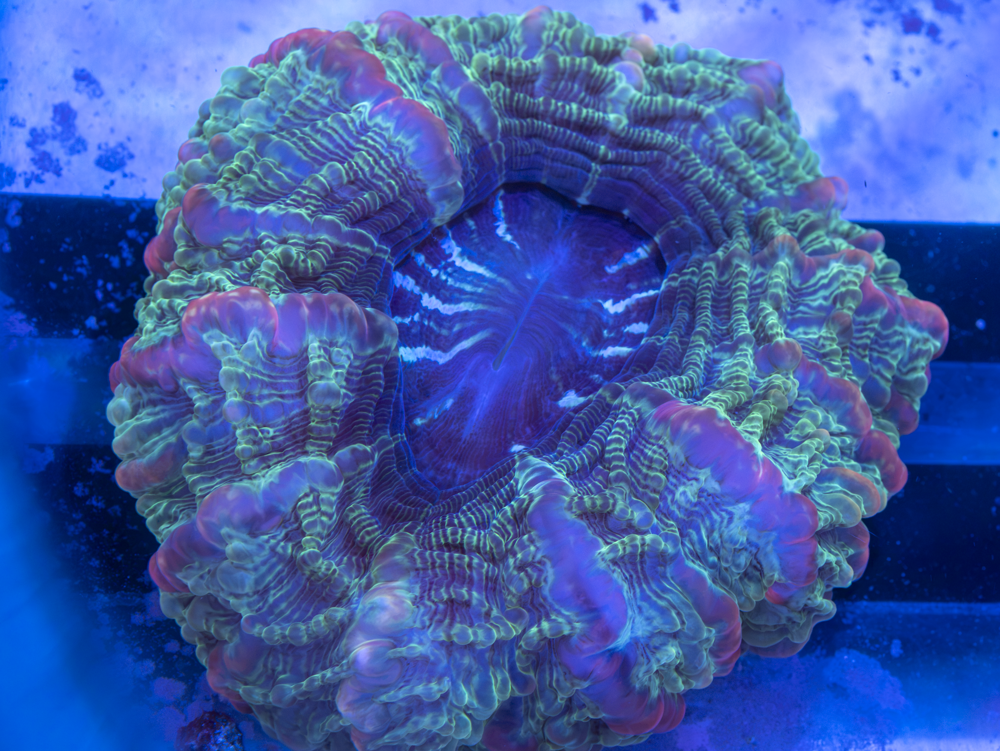 BEC Ultra Alien Master Cynarina WYSIWYG (large)