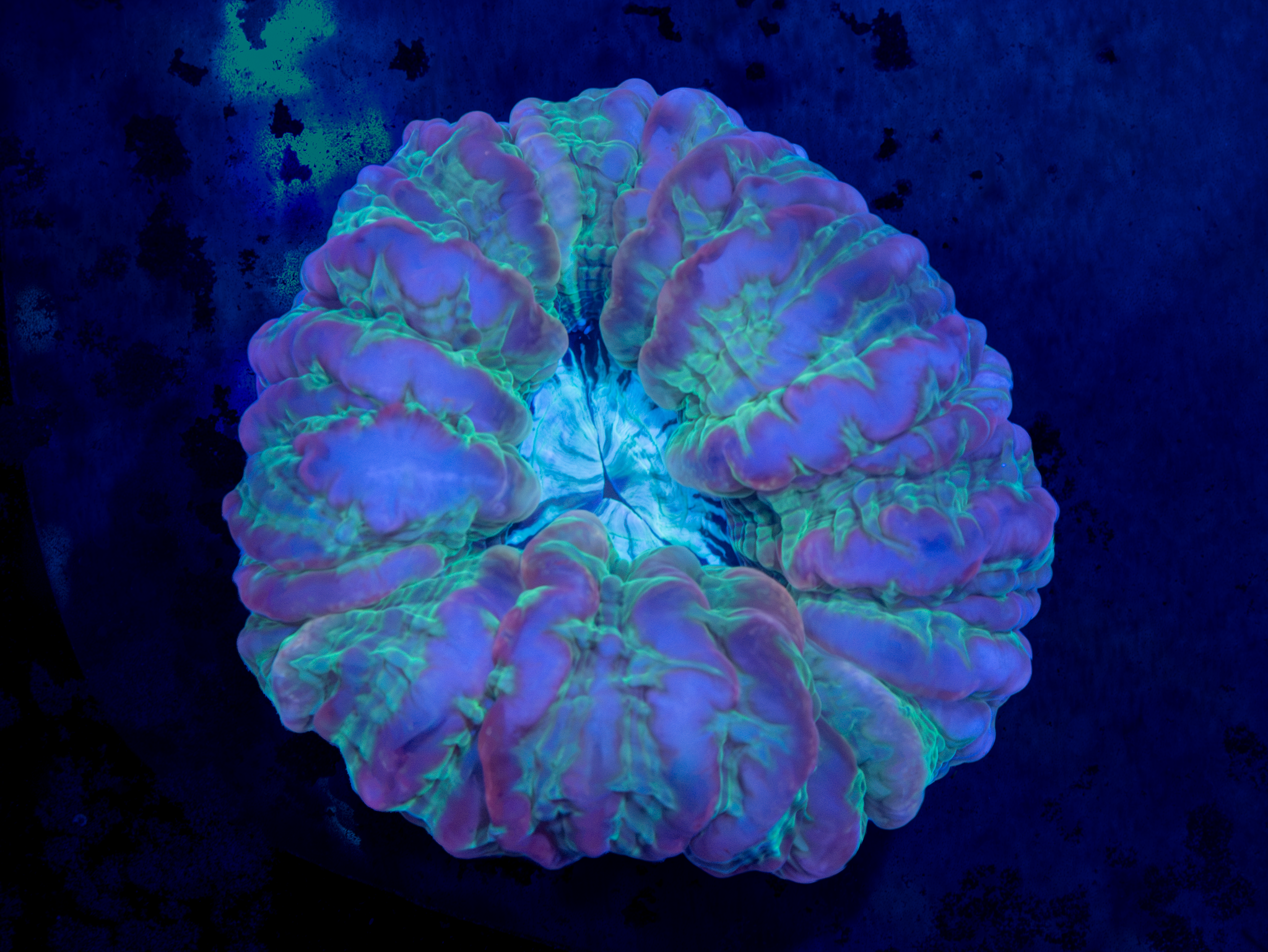 BEC Ultra Alien Lover Cynarina WYSIWYG (Small)