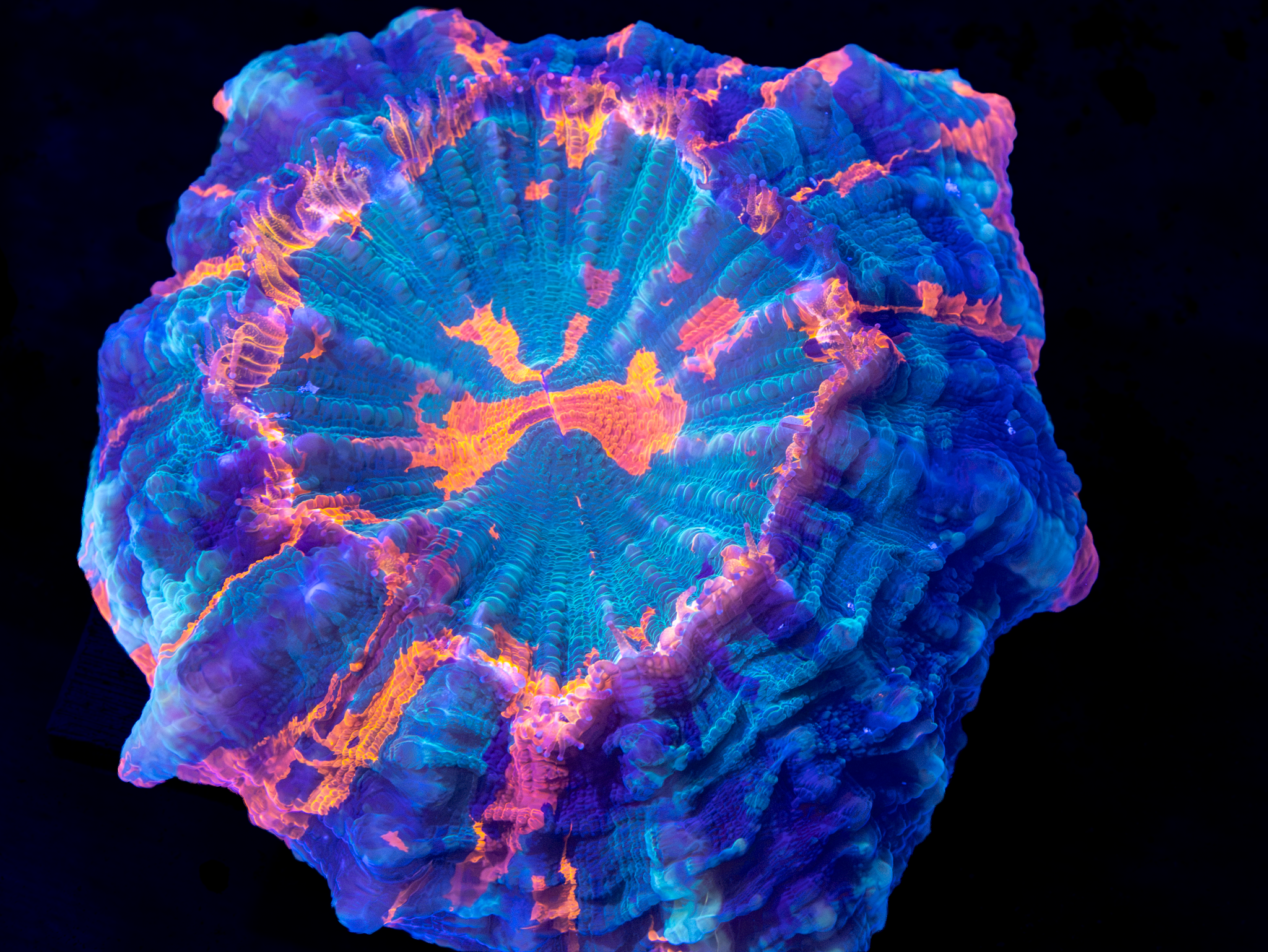 Ultra Acantho WYSIWYG