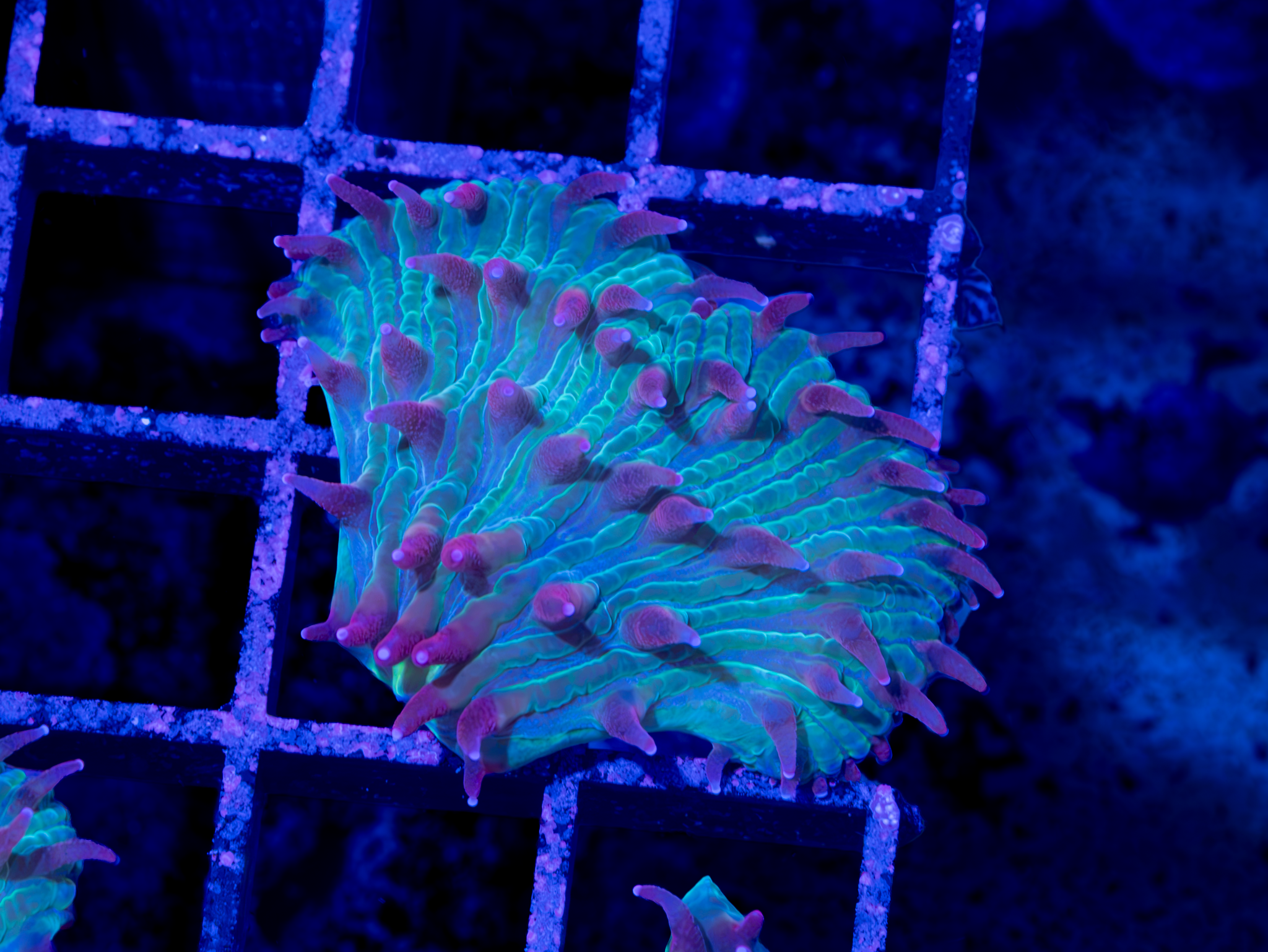 BEC Purple Haze Plate WYSIWYG