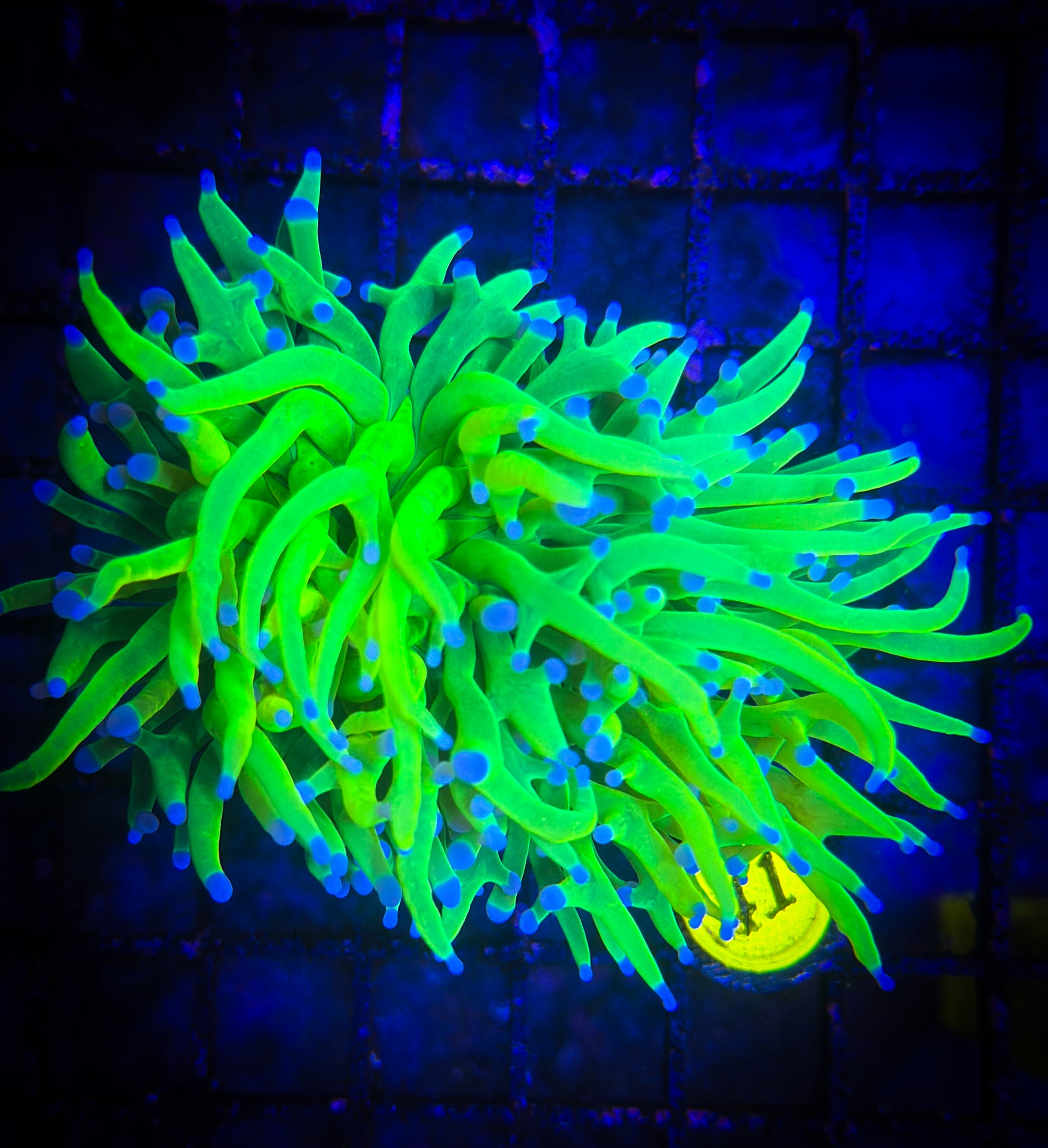 OG Holy Grail Torch WYSIWYG