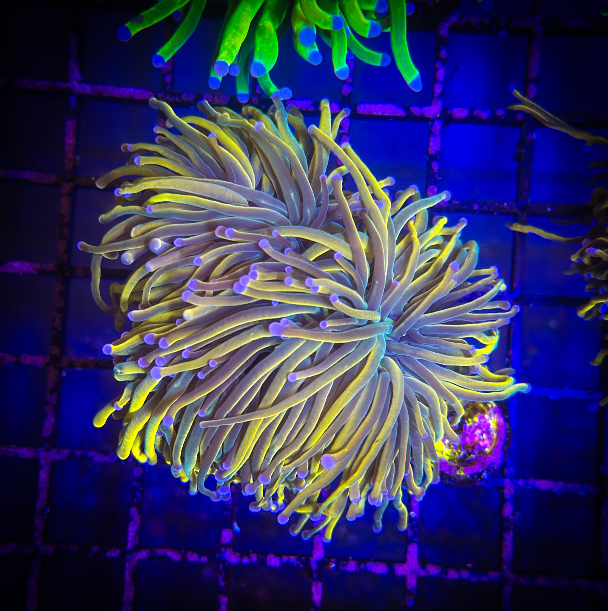 Dragon Tamer Torch (Muti Head) WYSIWYG