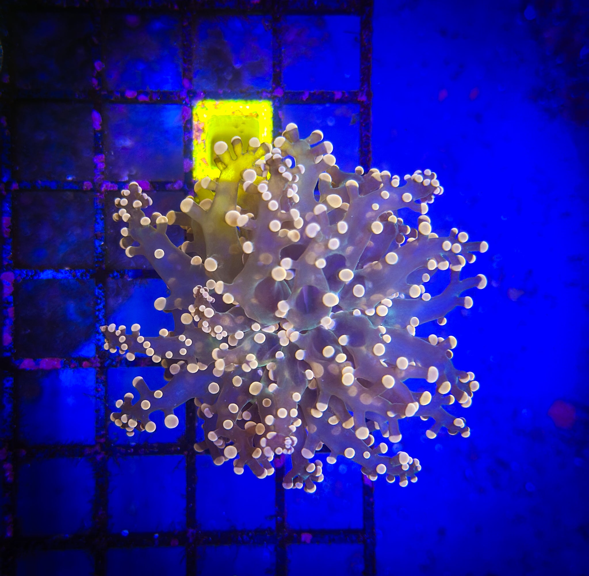 BEC Pink FrogSpawn WYSIWYG