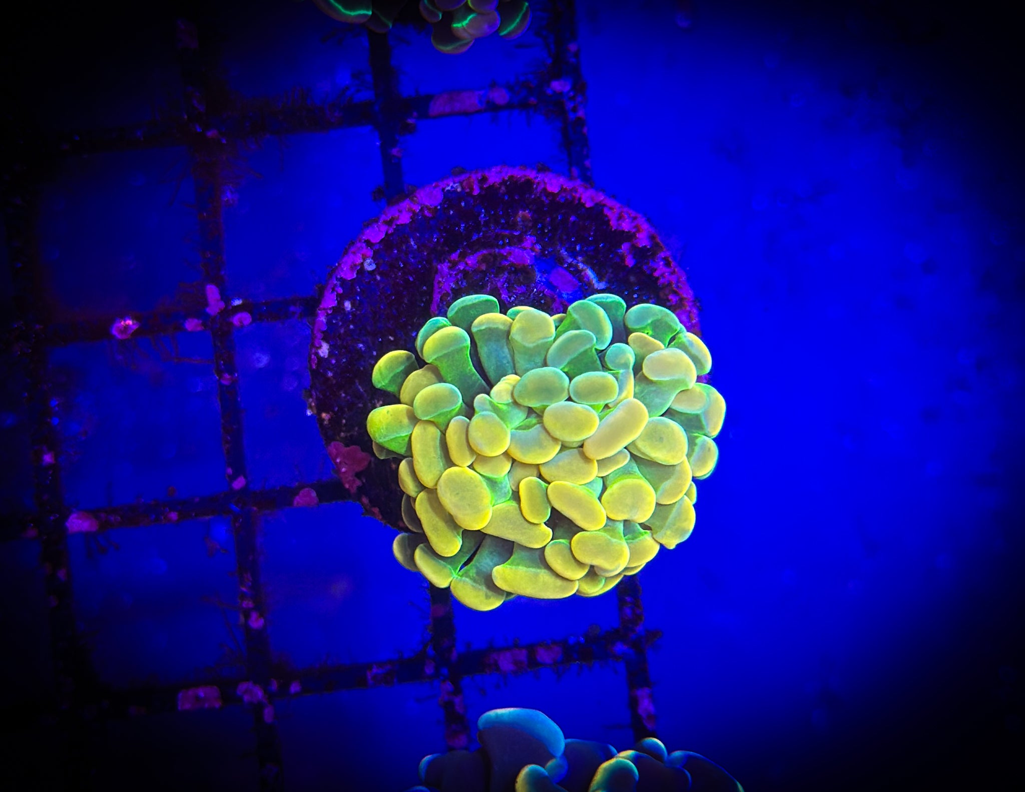 BEC Golden Hammer WYSIWYG