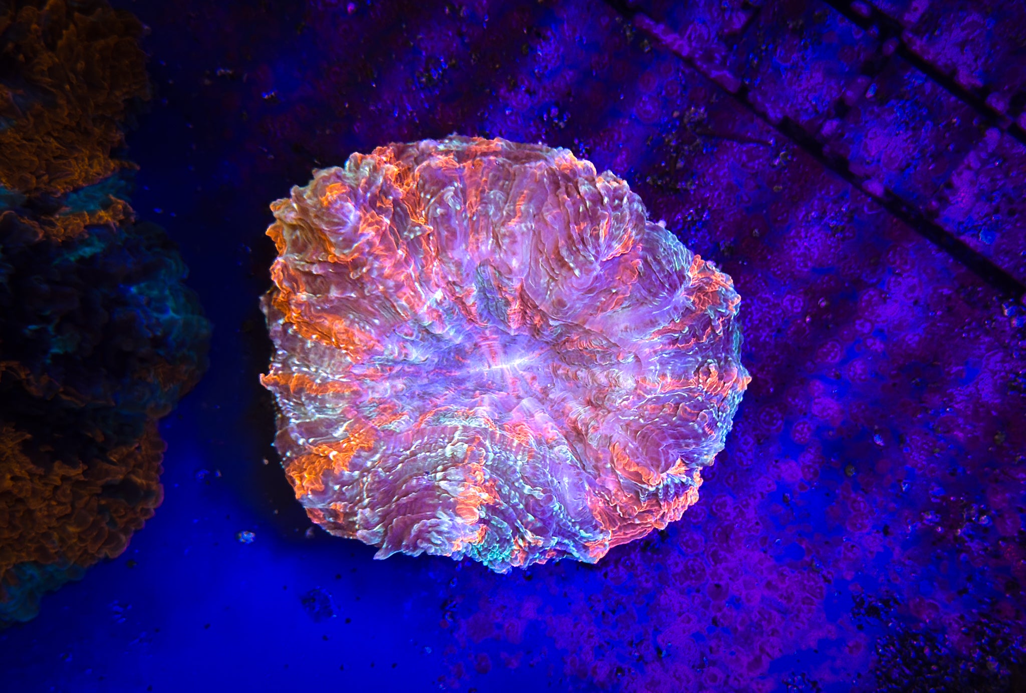 Ultra Acantho WYSIWYG