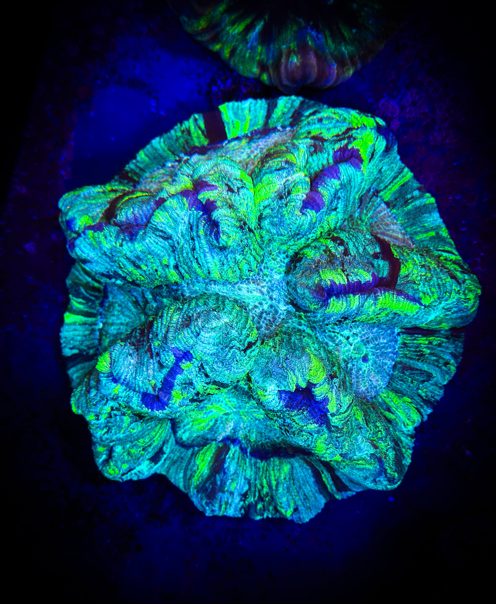 BEC Toxic Green Trachy (XL) WYSIWYG