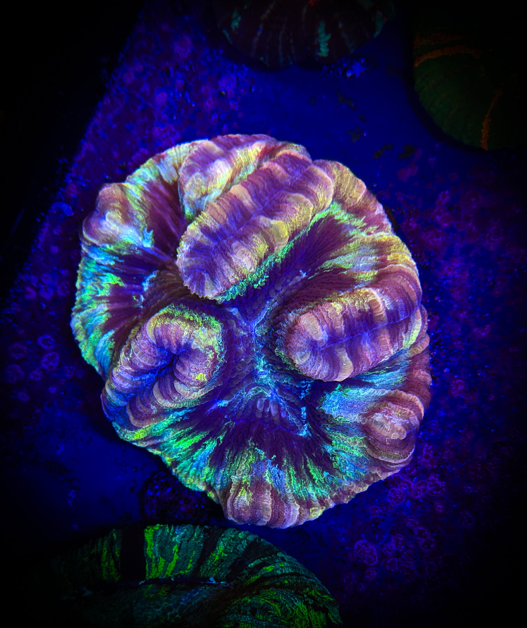 BEC Rainbow Trachy WYSIWYG