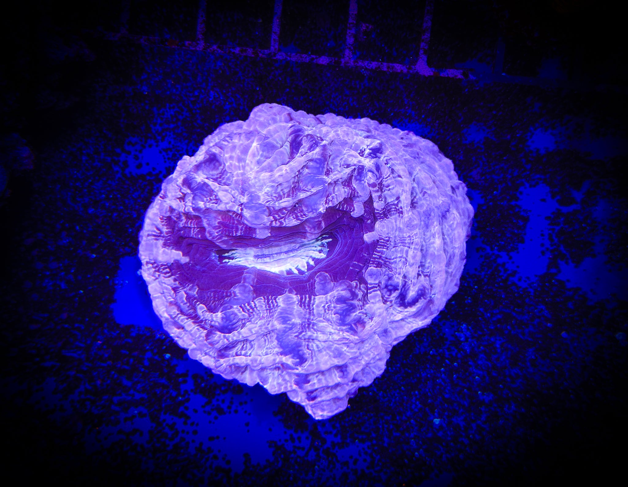 BEC Pink Button Cynarina WYSIWYG