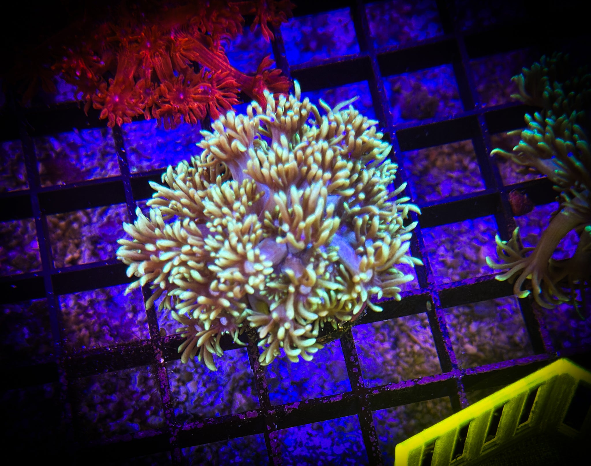 BEC Green goni WYSIWYG