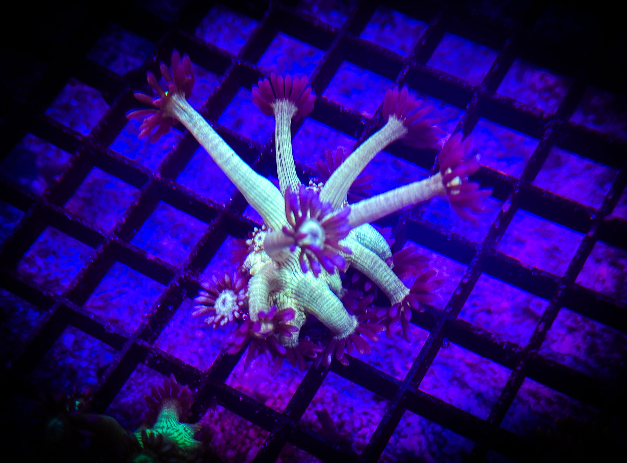 WWC Shadow Flame Goni WYSIWYG