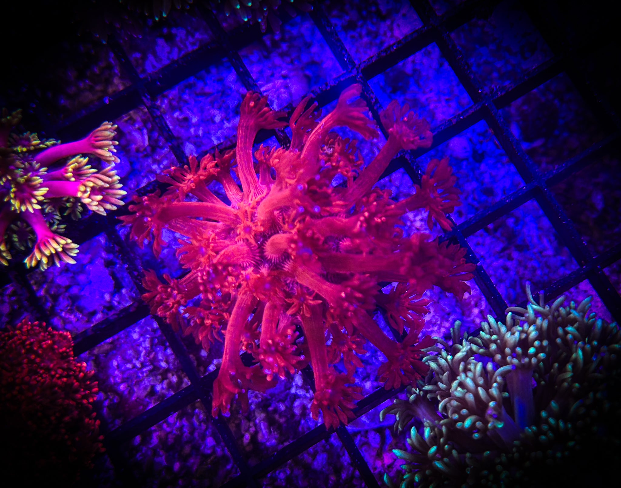 BEC Fire Engine Goni WYSIWYG