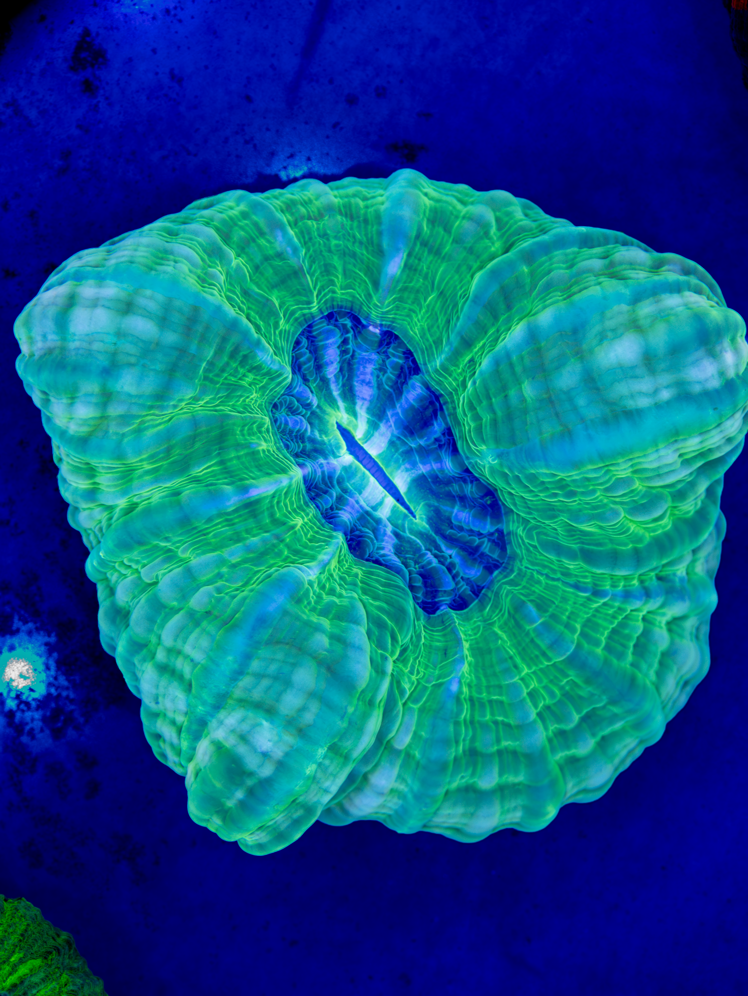 BEC Ultra Lime Green Cynarina WYSIWYG