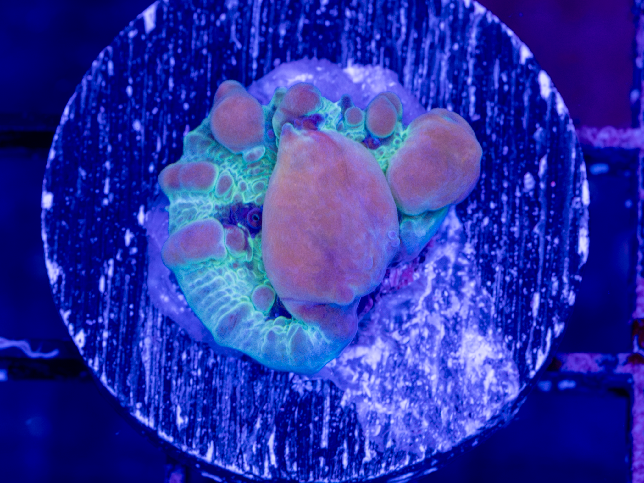 WWC Cosmic Candy Bounce WYSIWYG (Small)